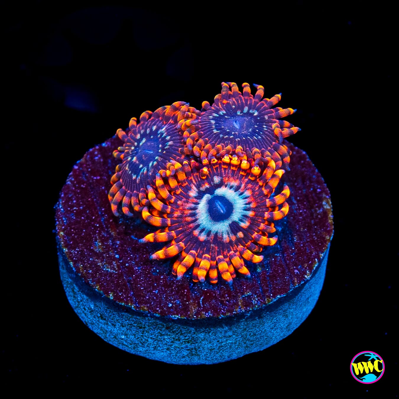 Utter Peace Zoanthids