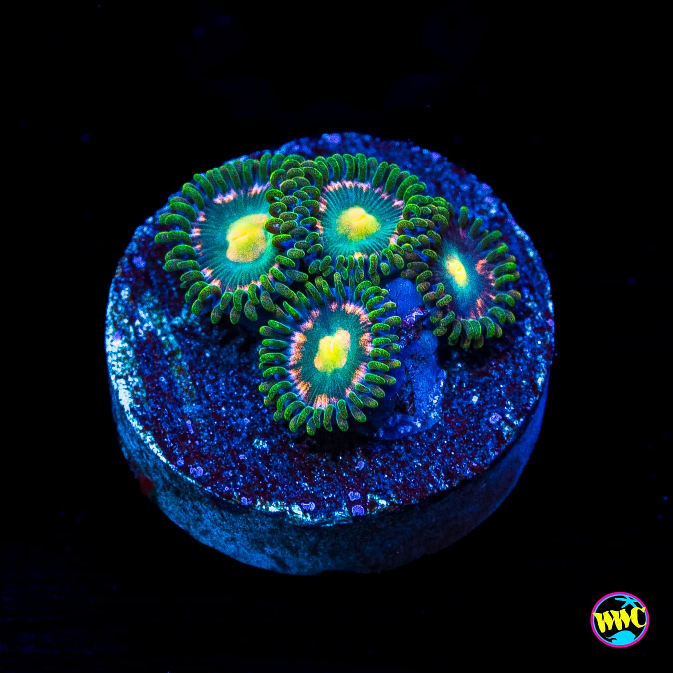 WWC Pink Lemon Zoanthids
