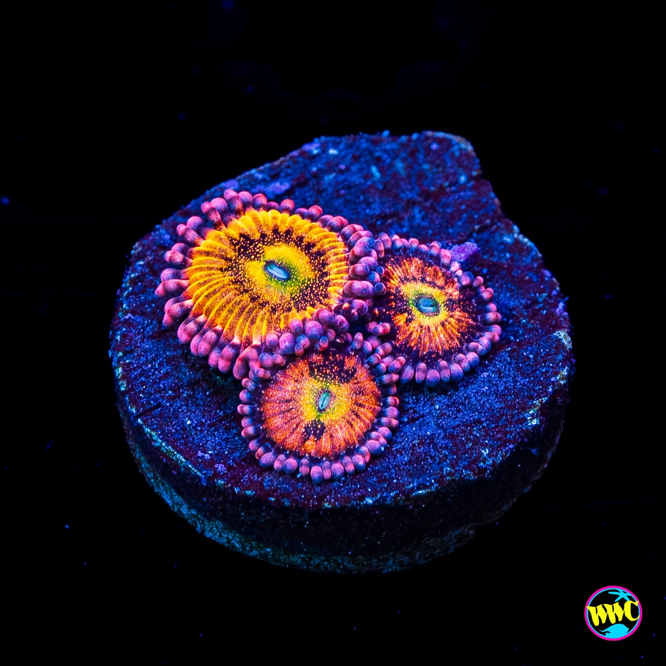 PB Bunnies Zoanthids