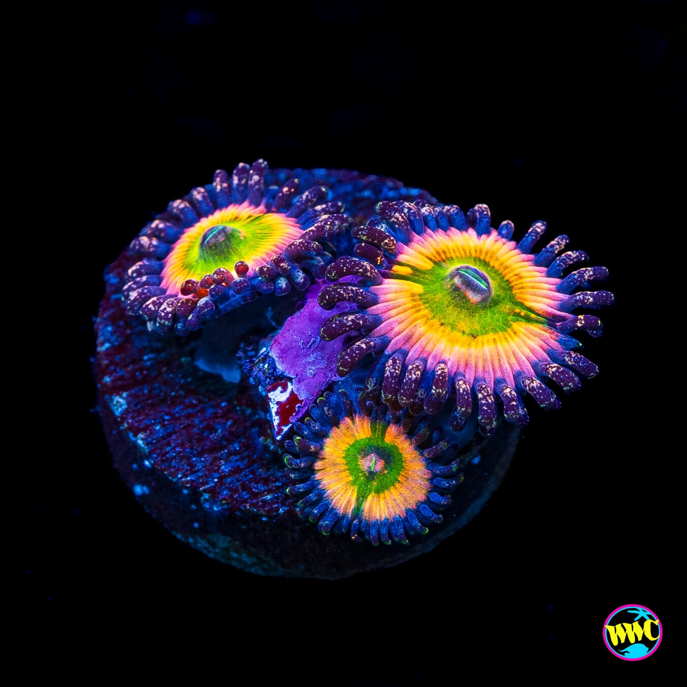 Tyree Rainbow Infusion Zoanthids
