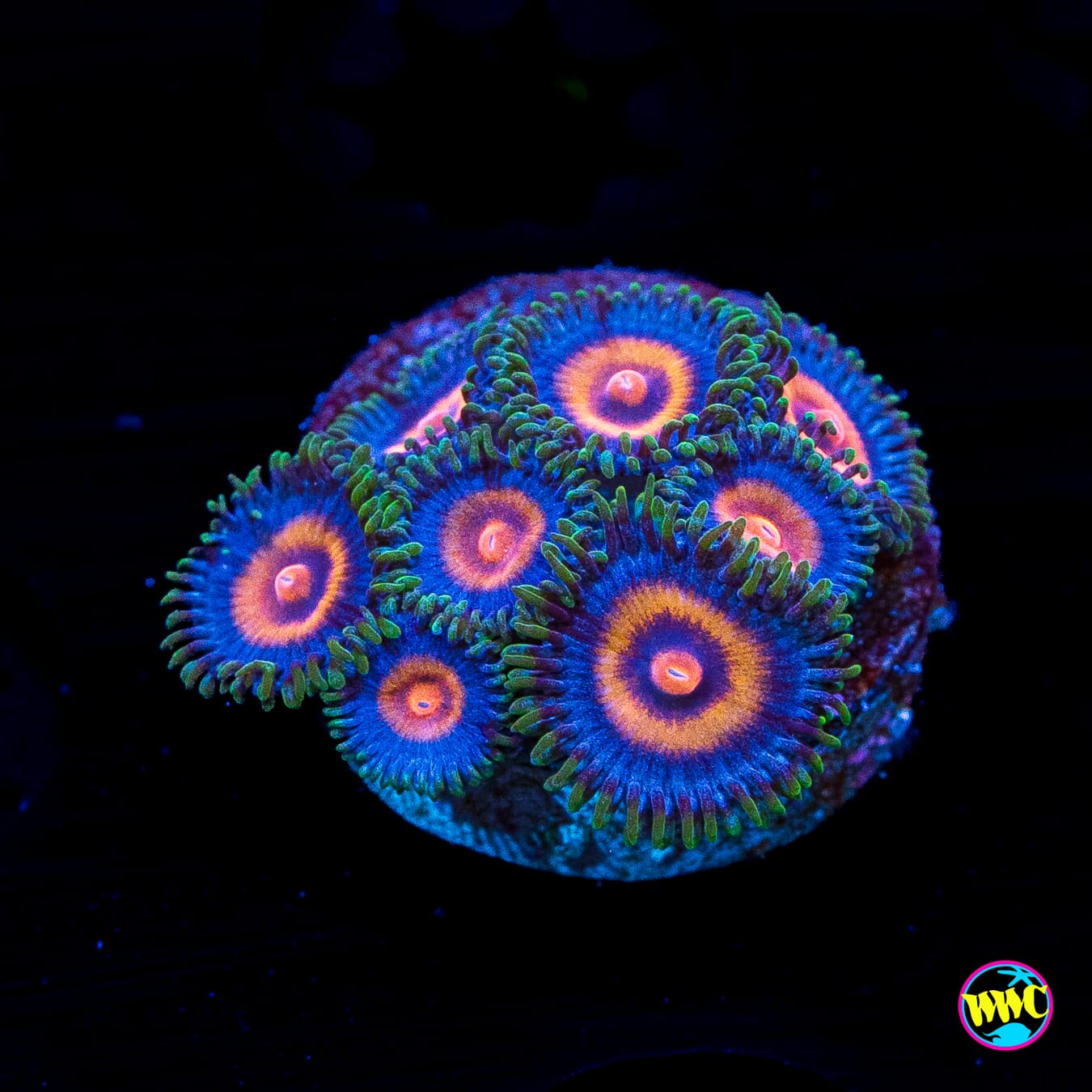 Supergirls Zoanthids