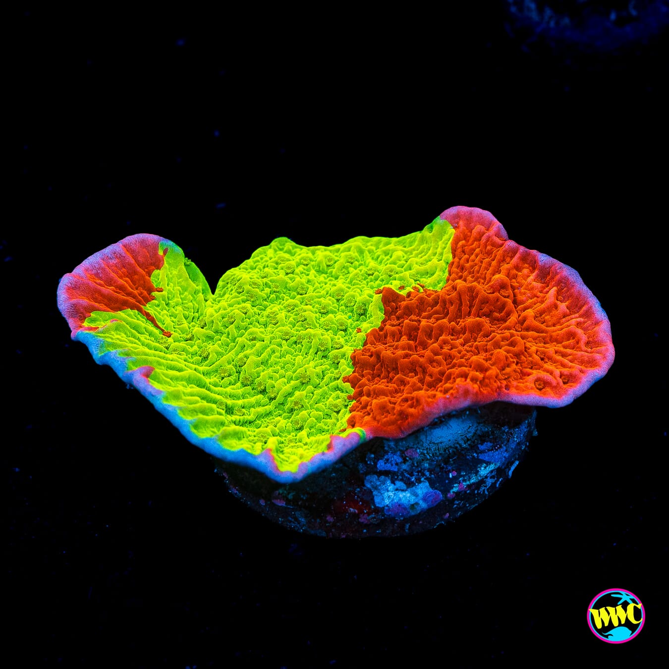 WWC Jaw Breaker Grafted Montipora