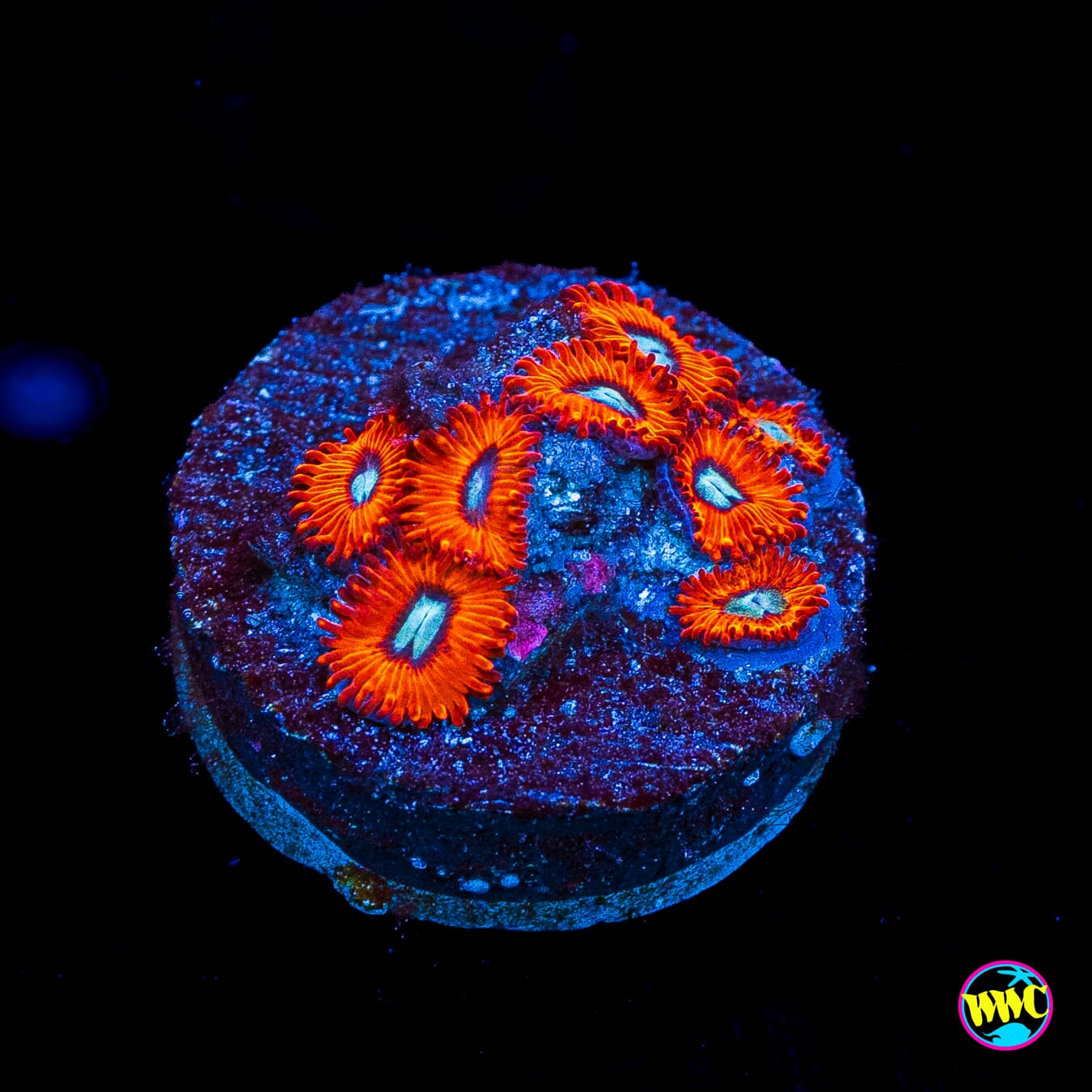 Charmanderz Zoanthids