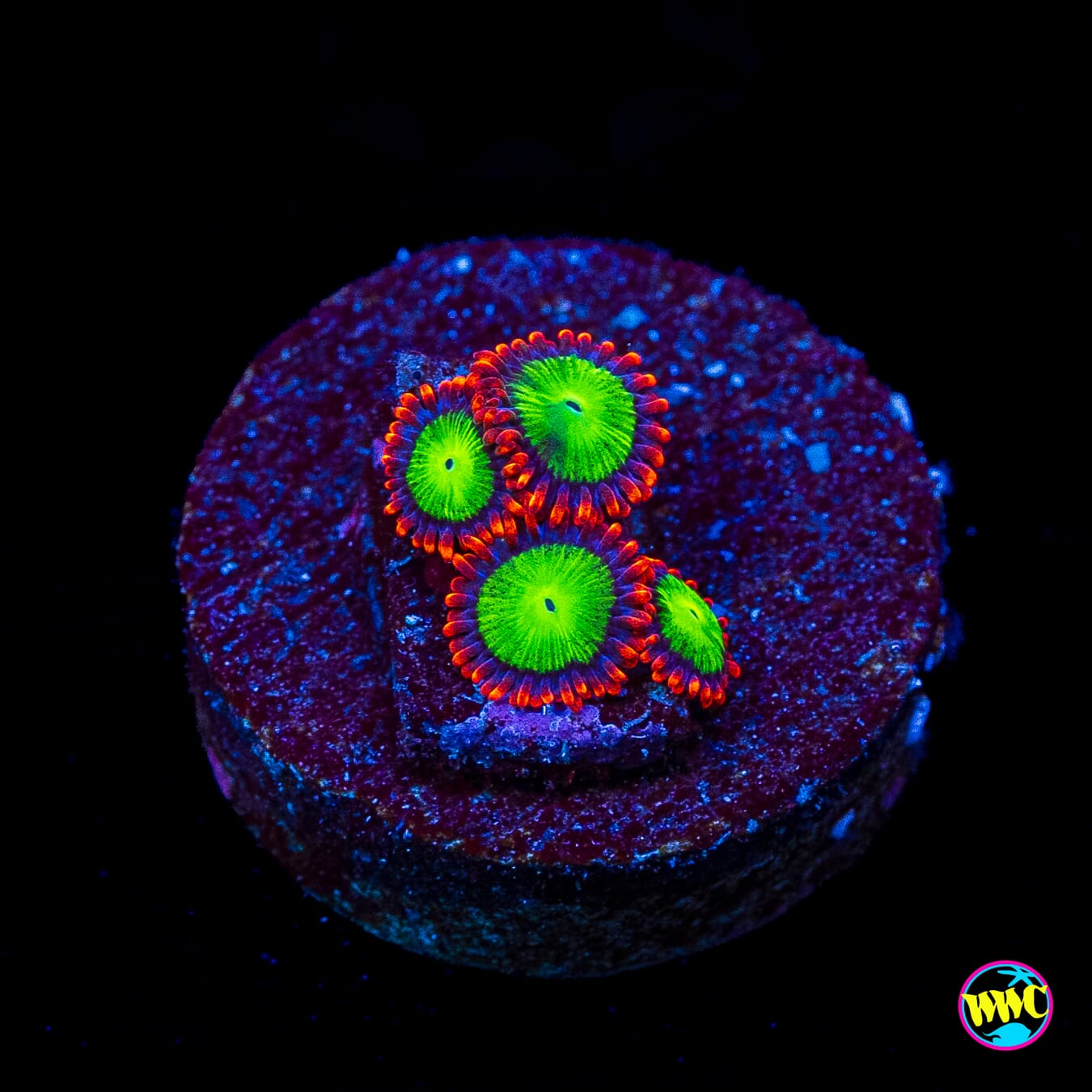 Goblins Fire Zoanthids