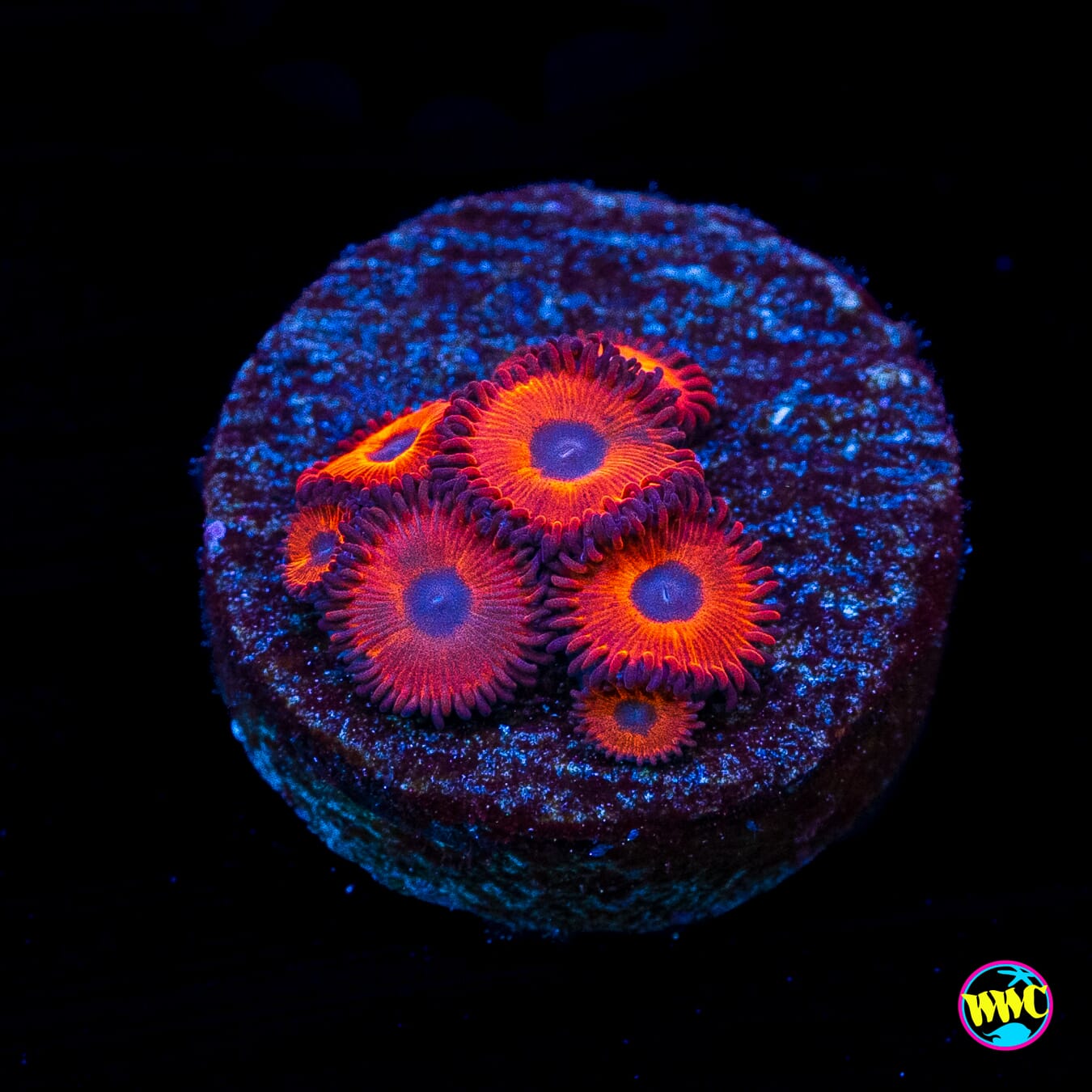 Kedds Reds Zoanthids