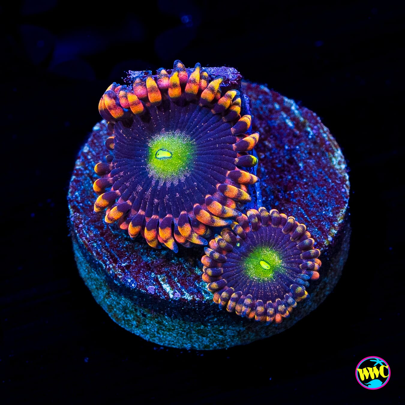 Anti Matter Zoanthids