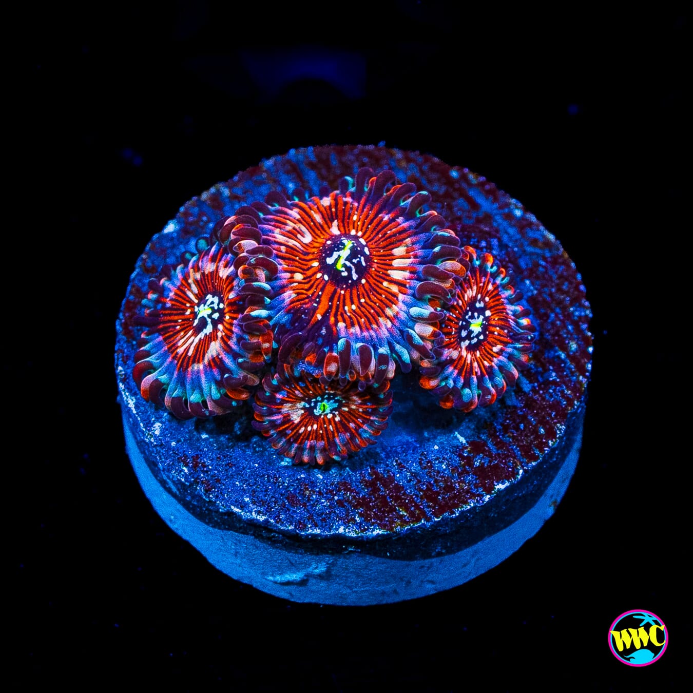 Seduction Zoanthids