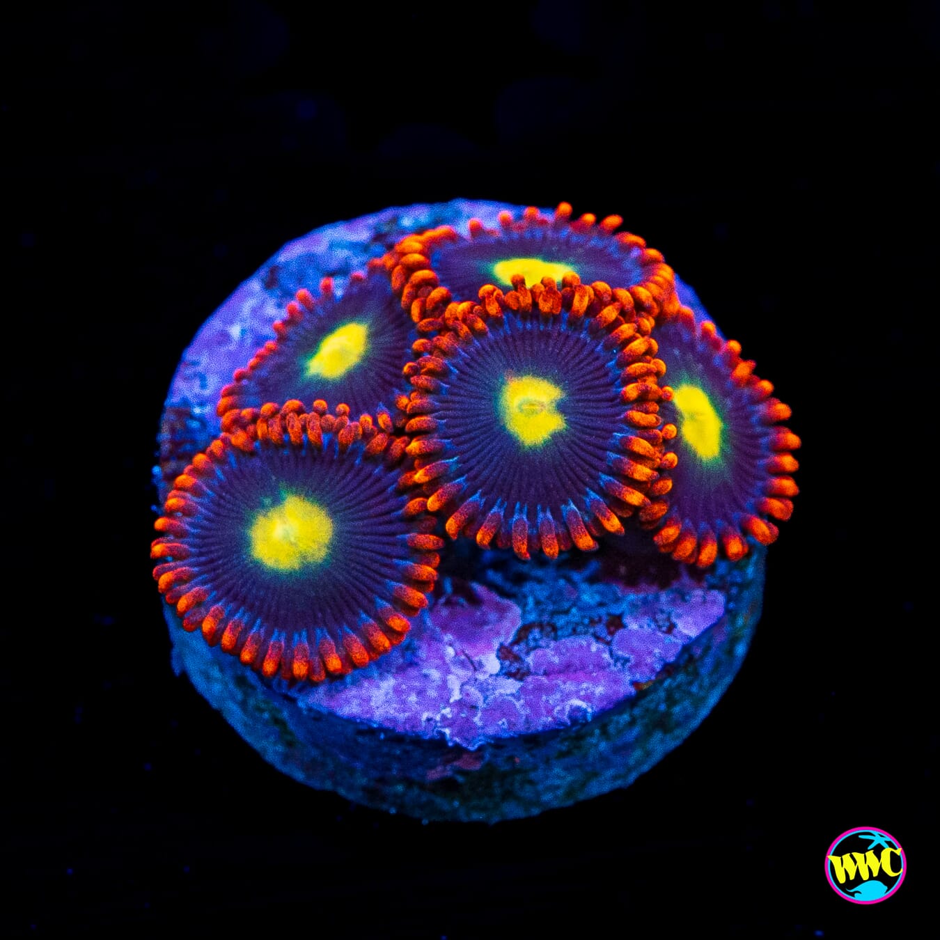 WWC Mandarin Monster Zoanthids