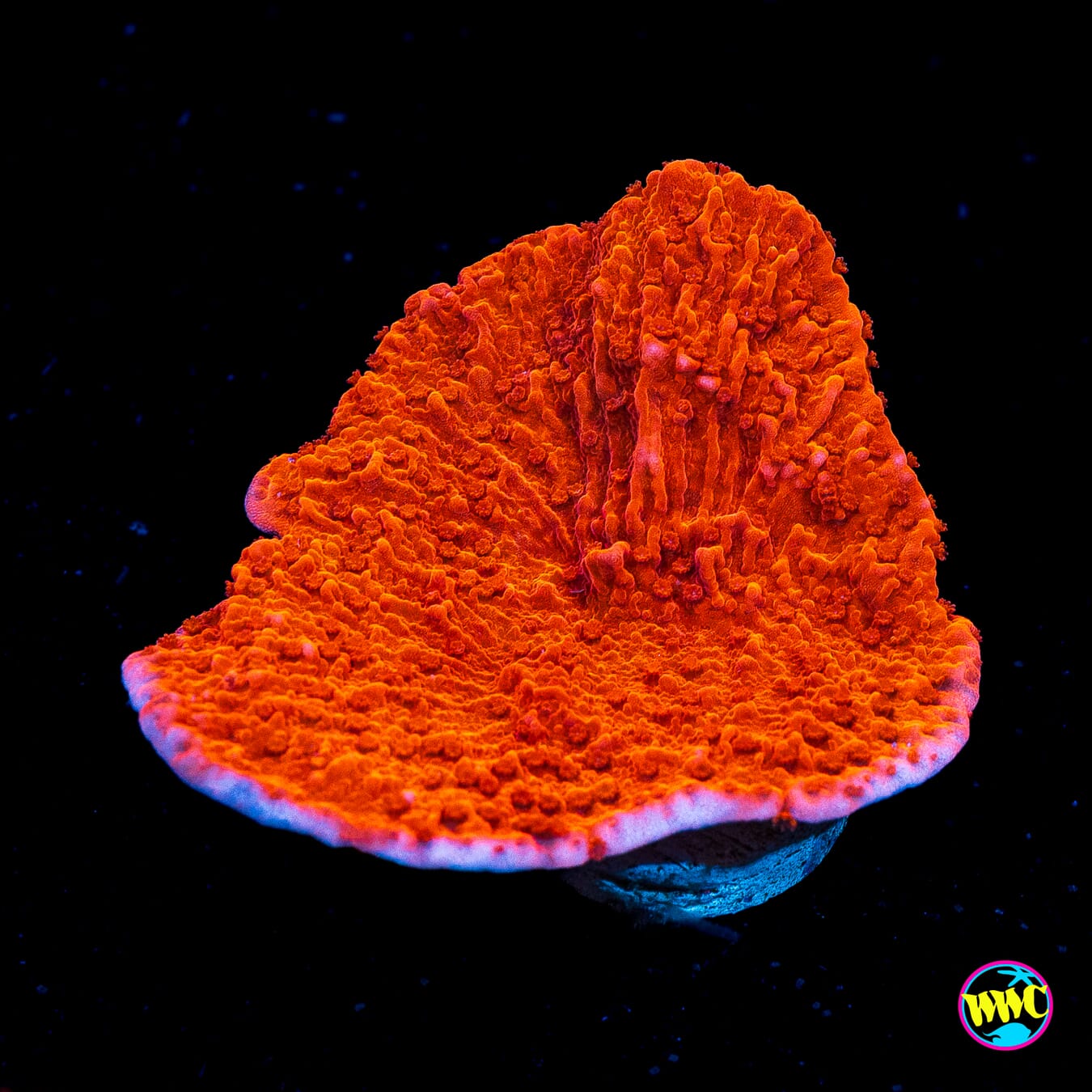 Red Cap Montipora