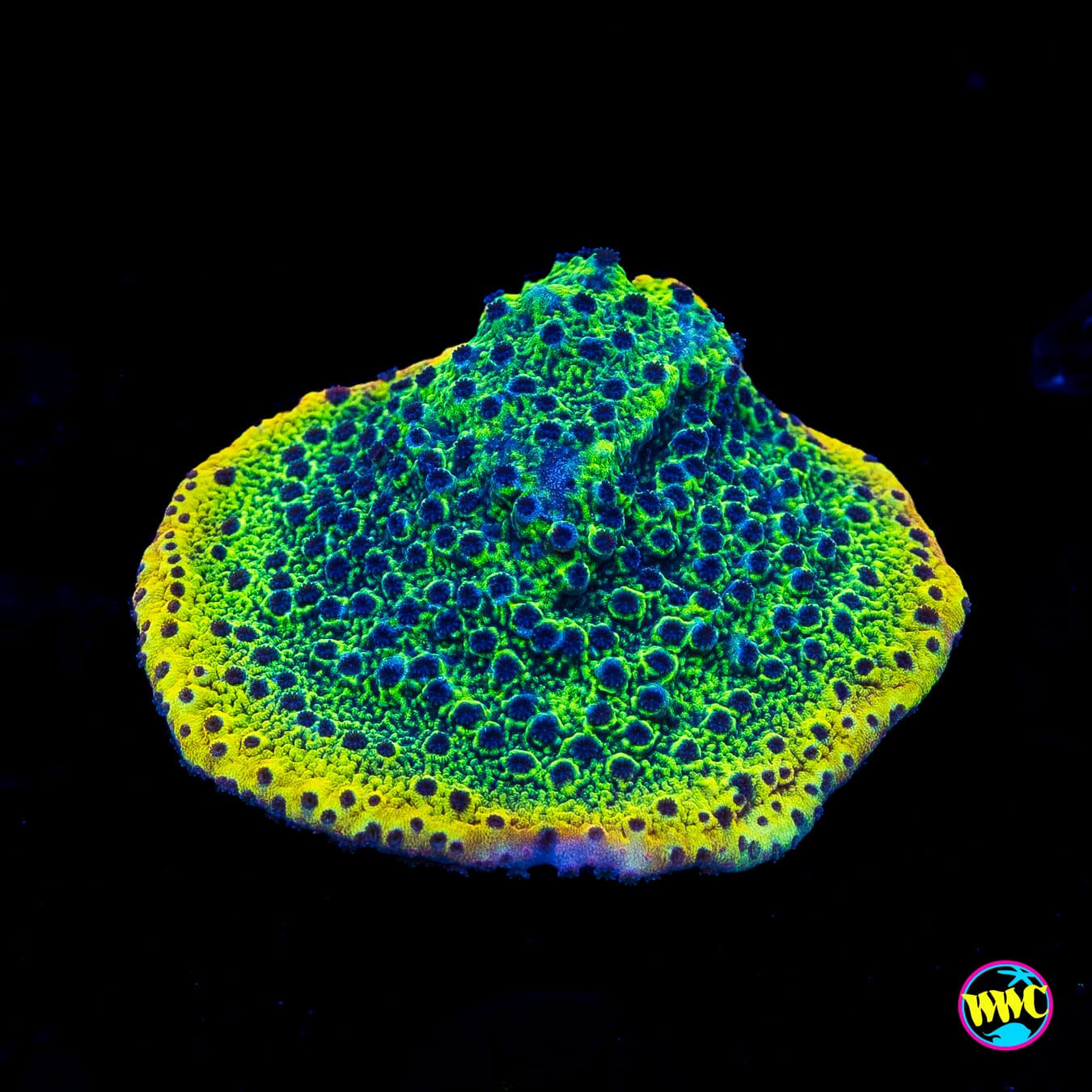 WWC Slush Puppy Montipora
