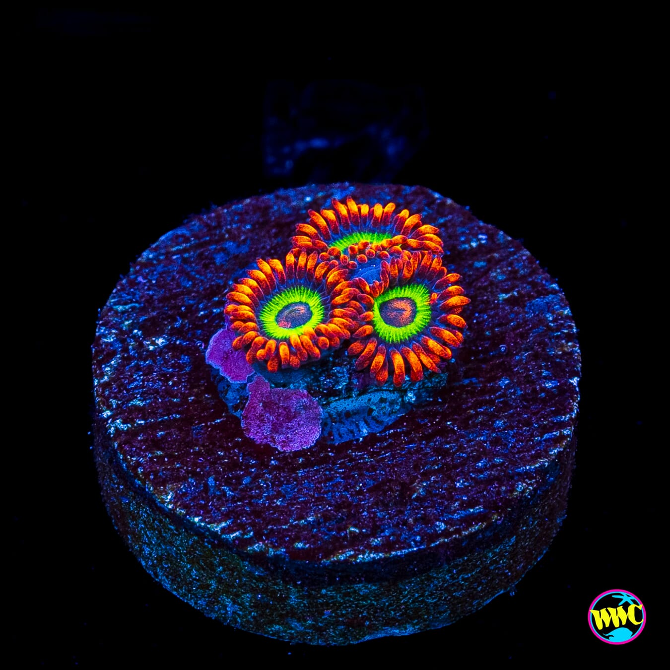 Jason Fox Vegas Strips Zoanthids