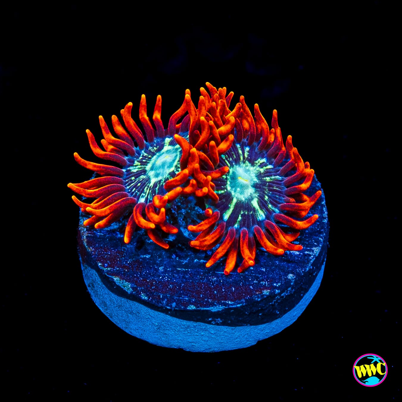 WWC Astral Shift Zoanthids