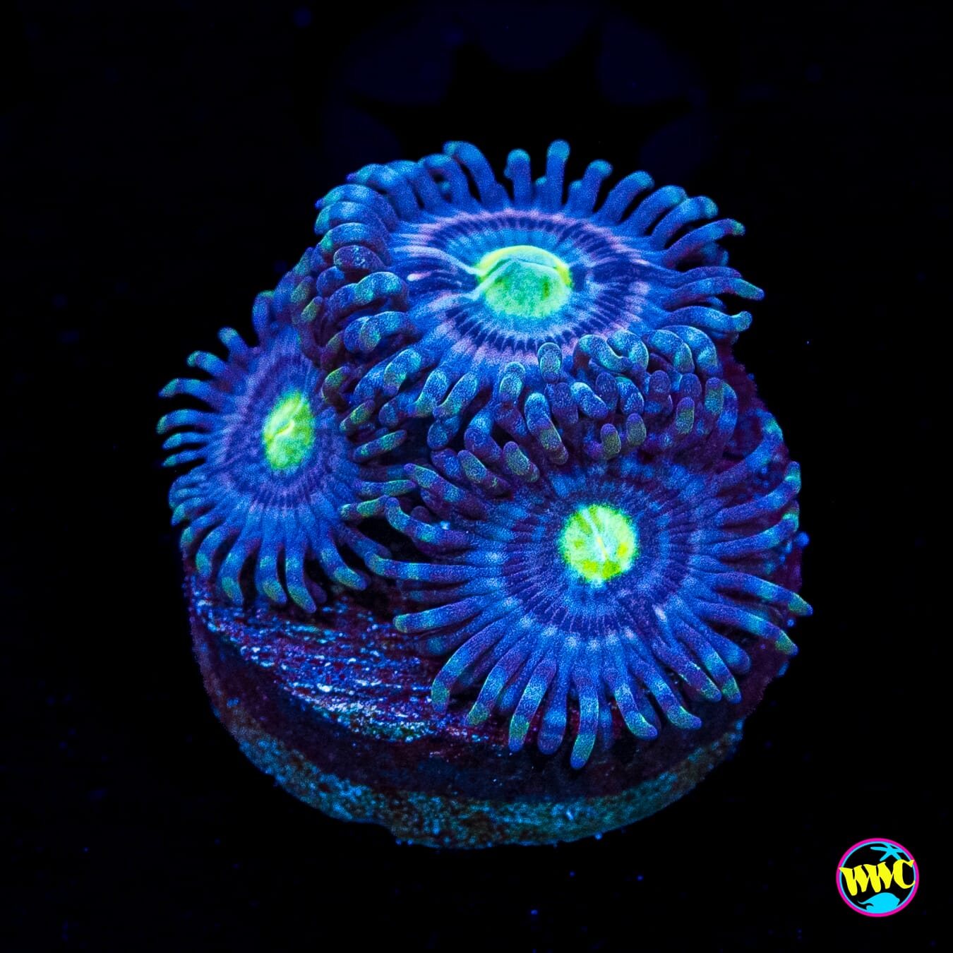 WWC Avacado Smasher Zoanthids