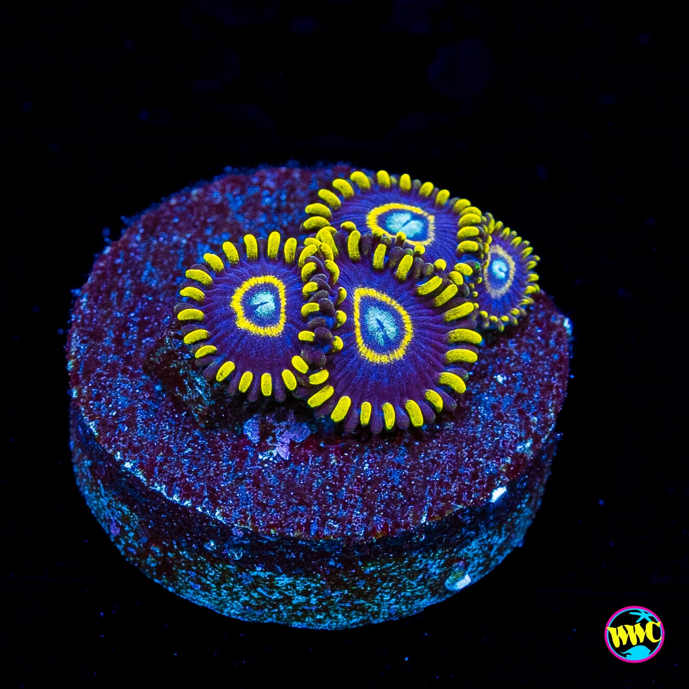 Blue Hornet Zoanthids