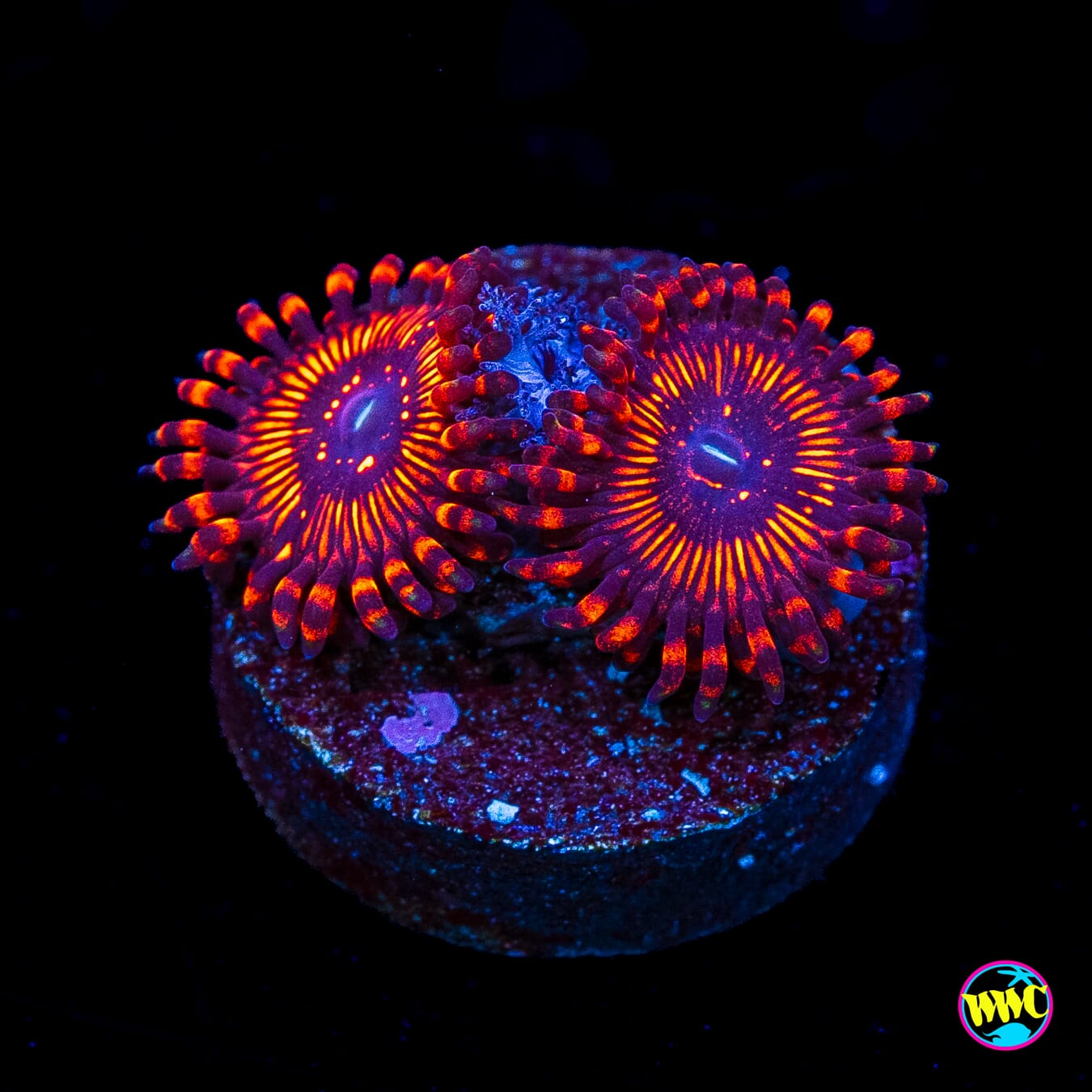 WWC Balrog Zoanthids