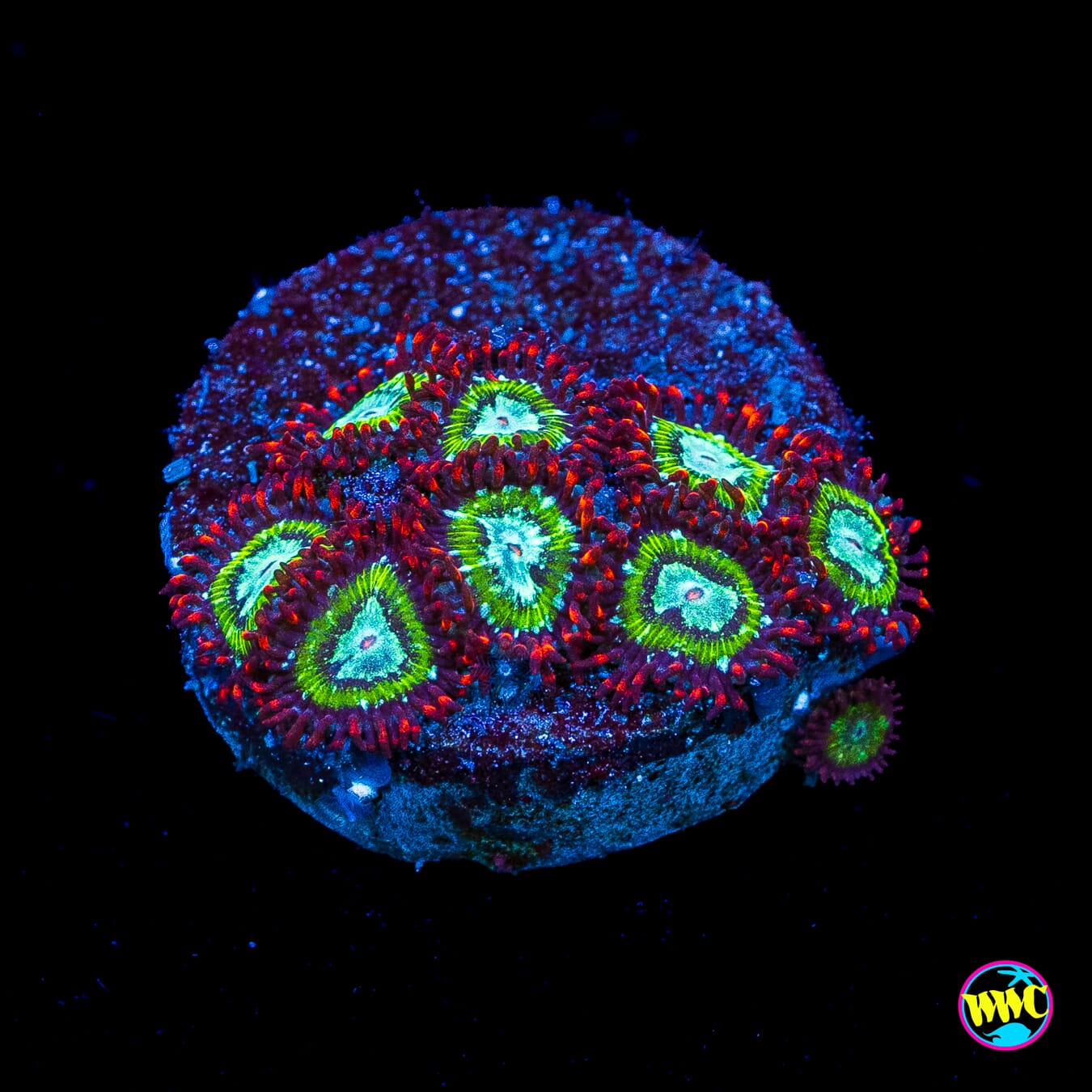 WWC Viridian Zoanthids