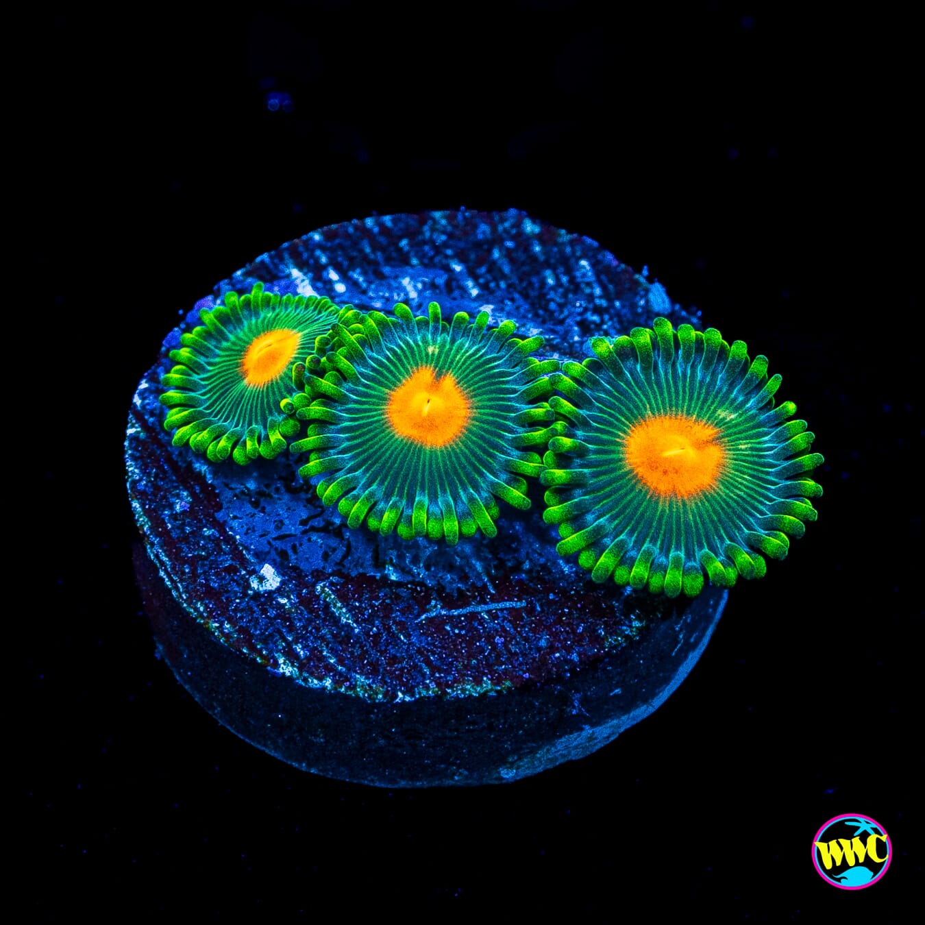 WWC Campfire Zoanthids