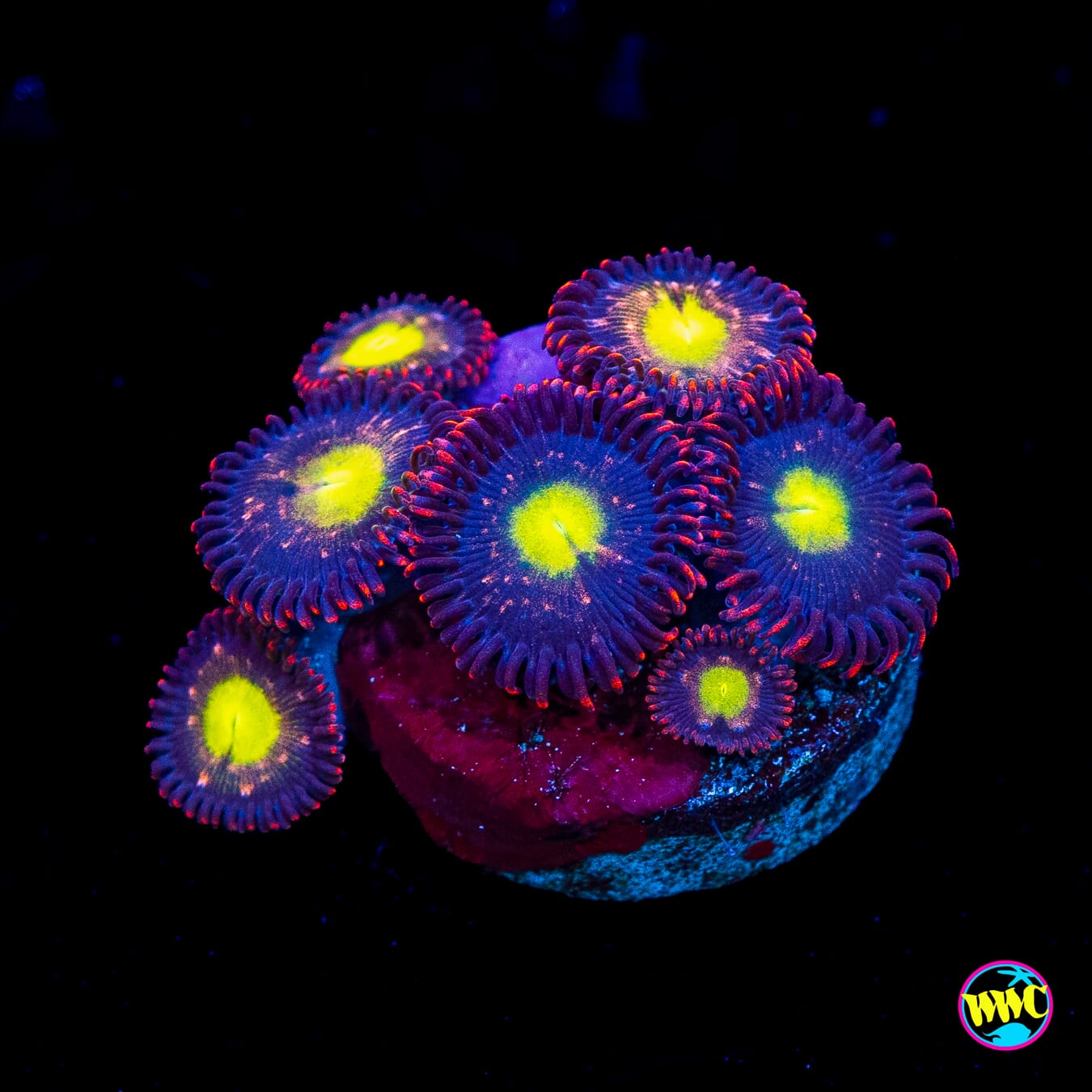 WWC Egg Yolks Zoanthids