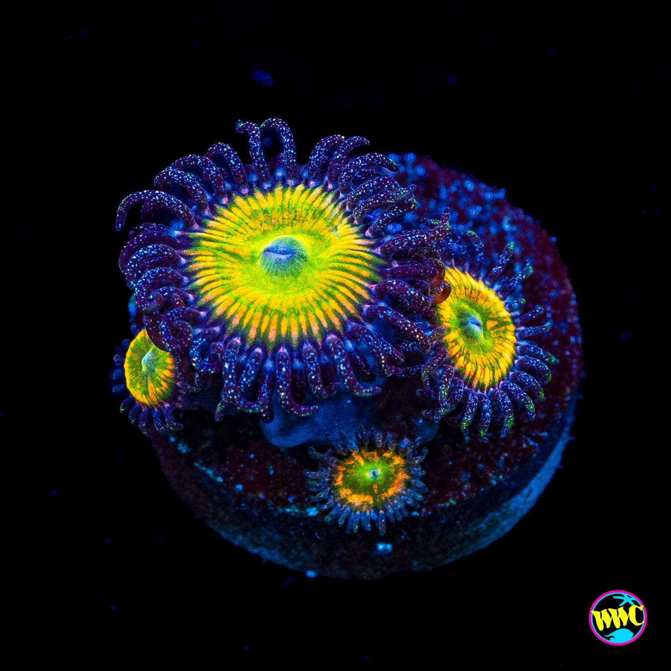 Sunny D Zoanthids