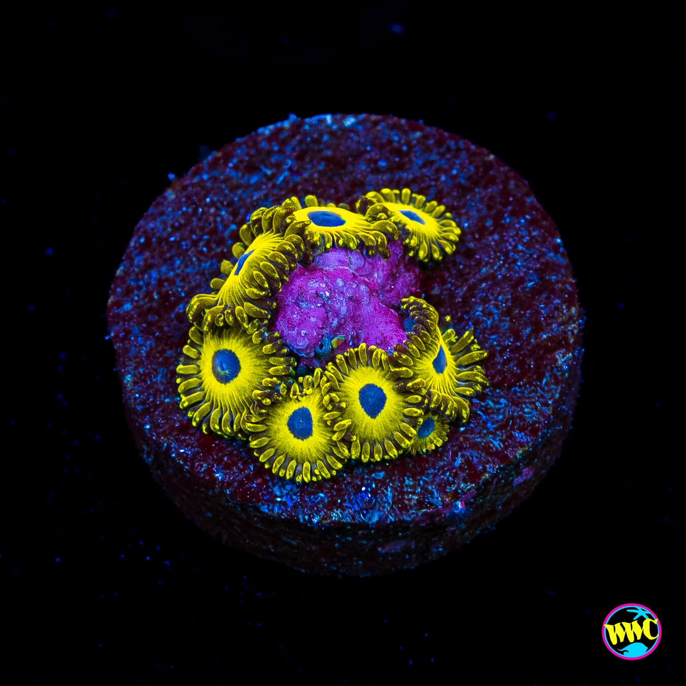 WWC Canary Island Zoanthids