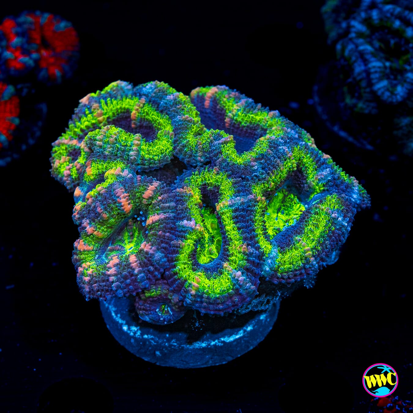 Bubbalicious Aussie Lord