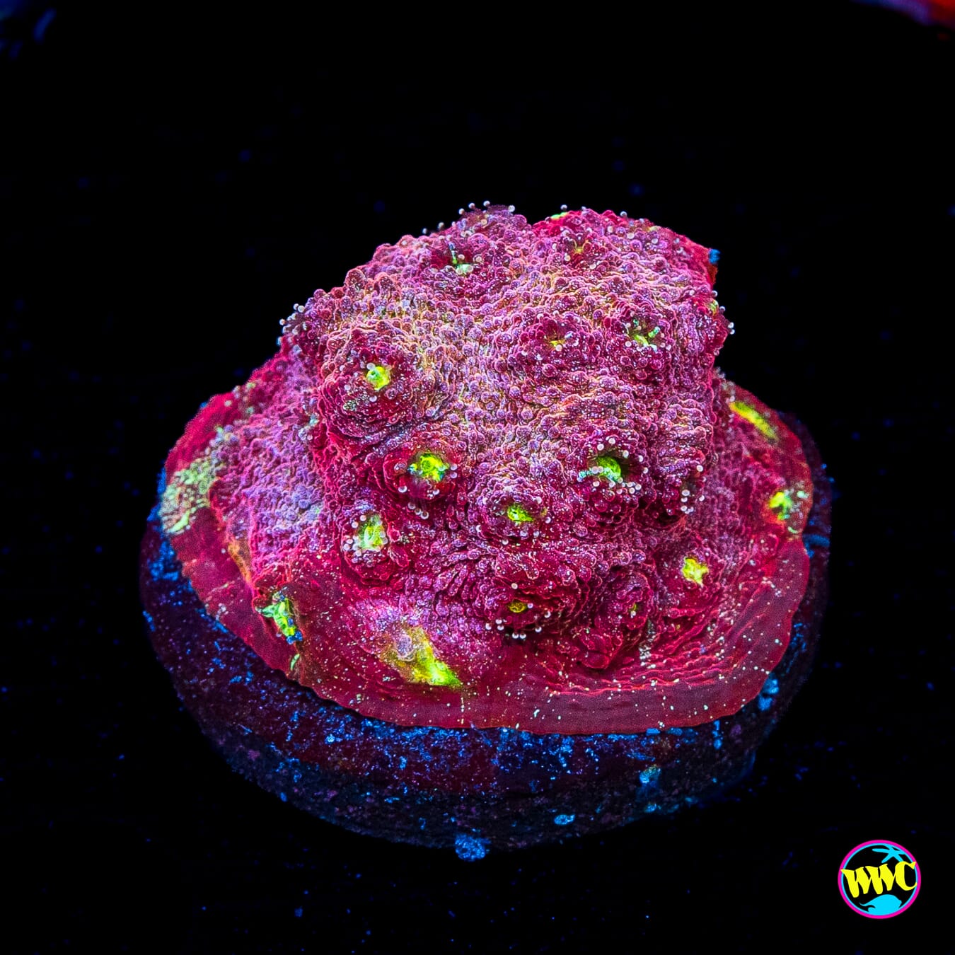 Marvin the Martian Chalice