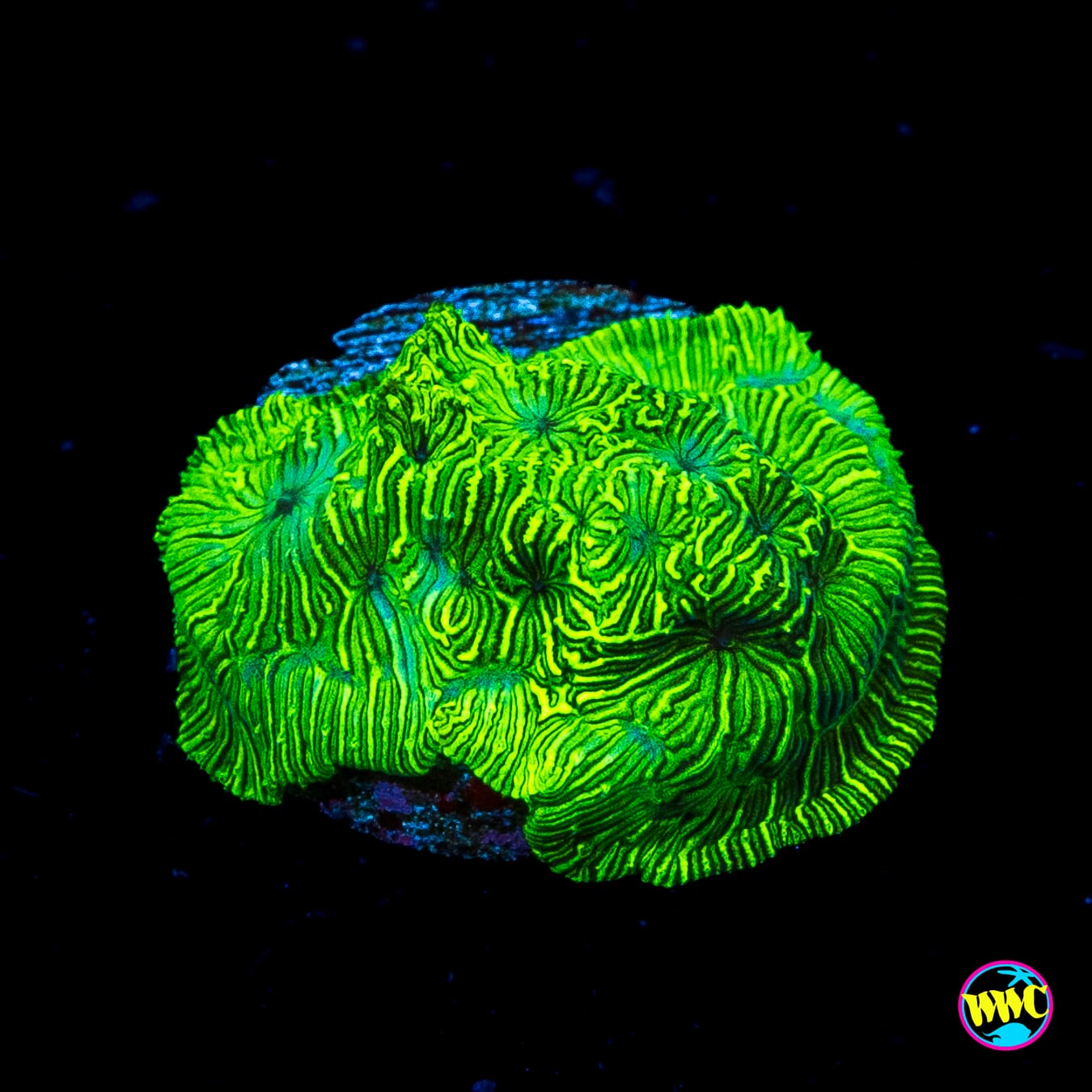 WWC Flubber Leptoseris