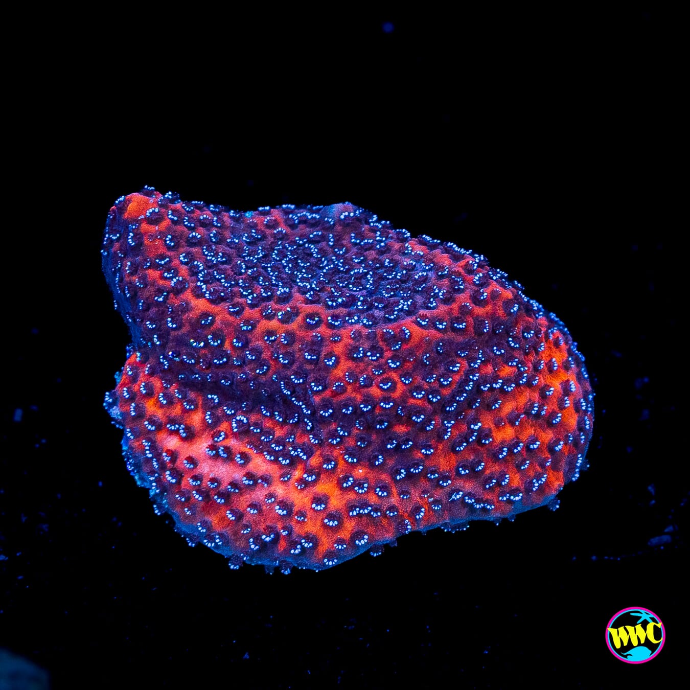 WWC Mystic Sunset Montipora