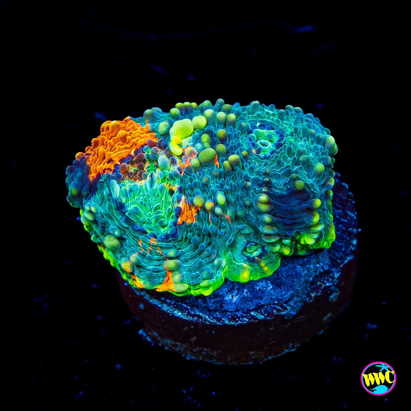 WWC Earthbound Echinata