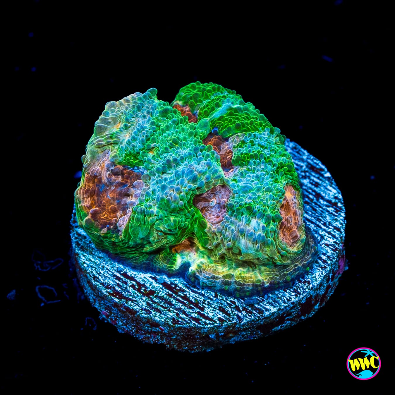 WWC Gatorland Echinata