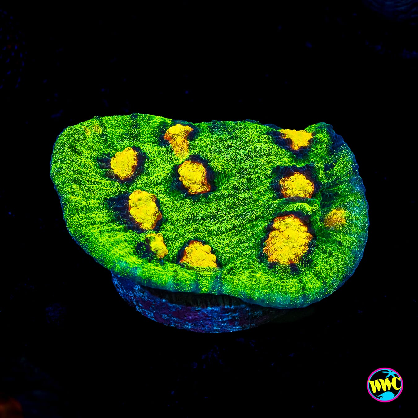 Jason Fox Raja Rampage Chalice