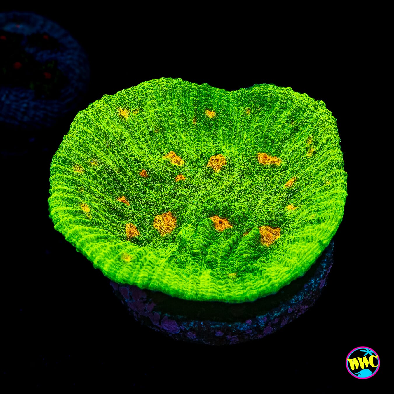 WWC Space Invader Chalice