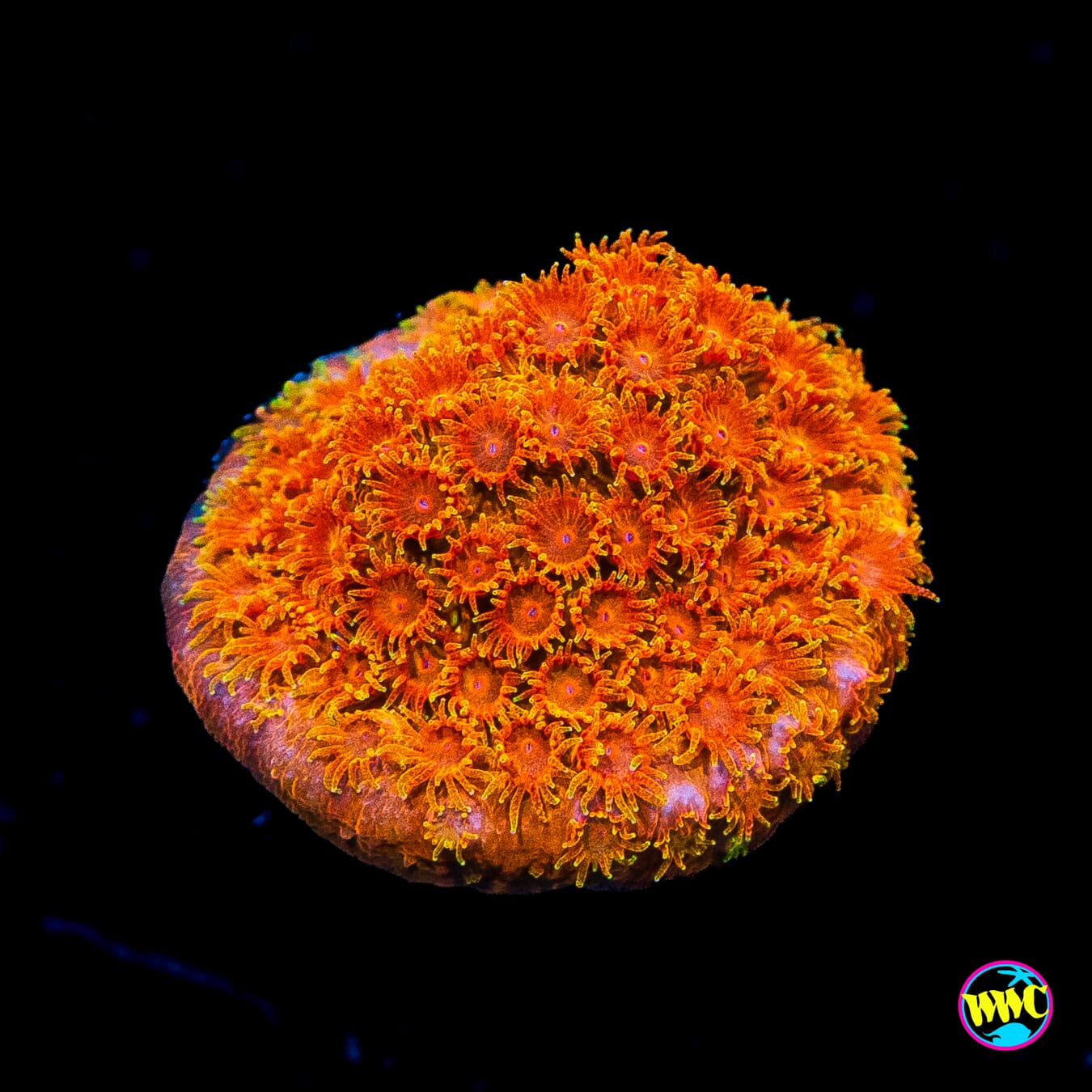 WWC Hi-Cee Cyphastrea