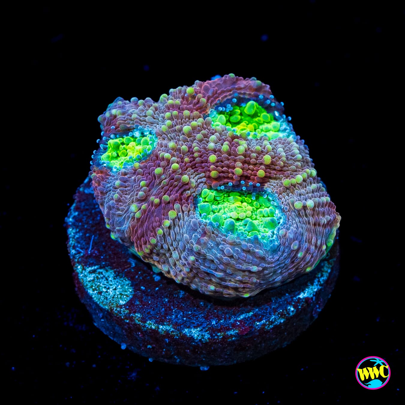 Tangerine Dream Echinata