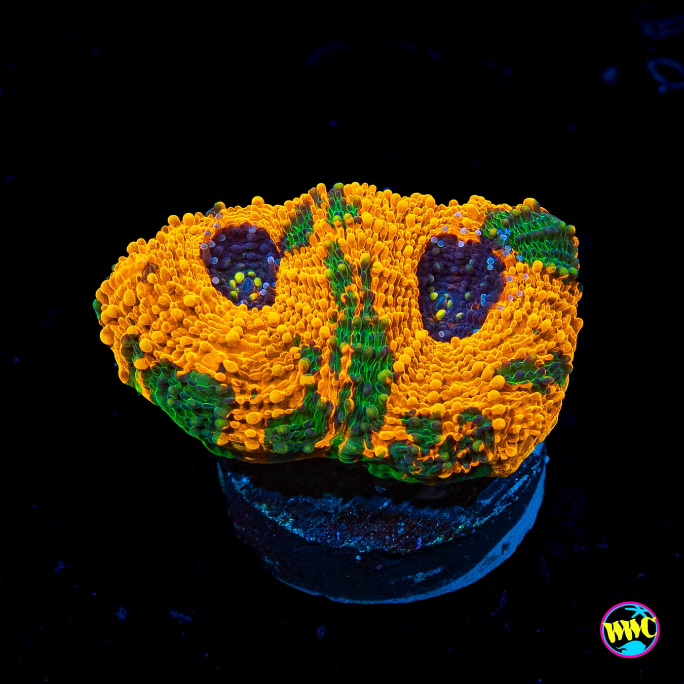 Agent Orange Echinata