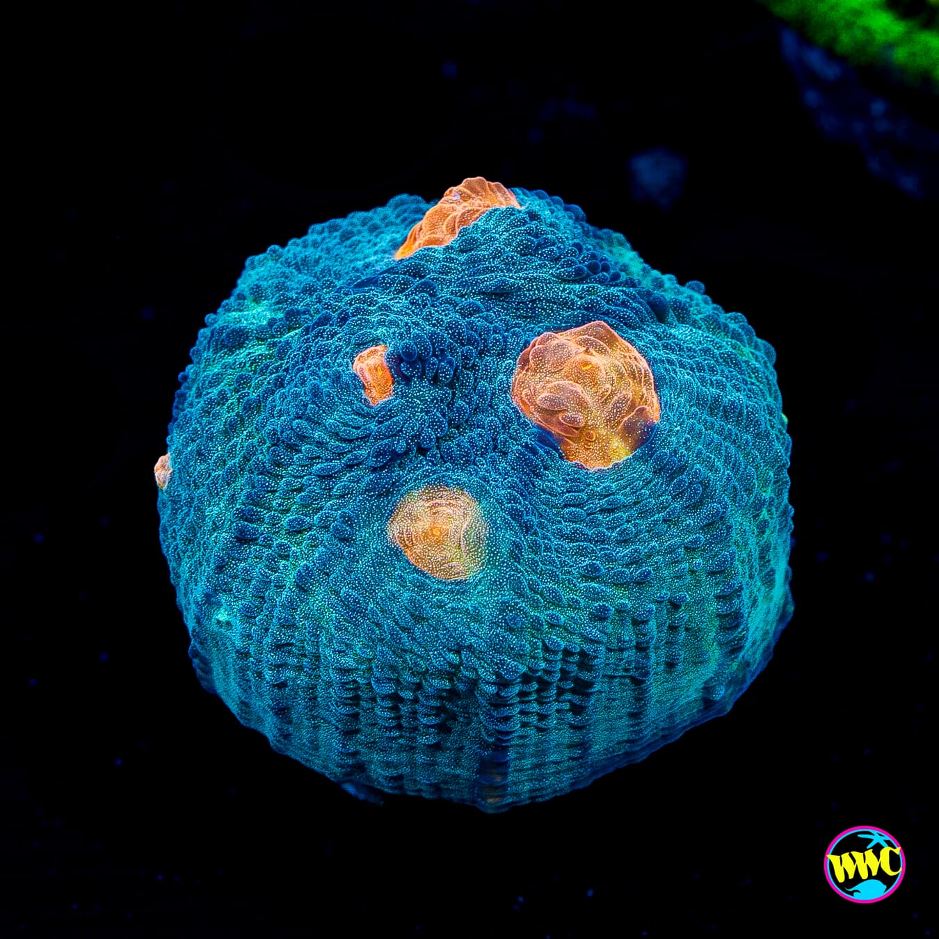 WWC Outer Orbit Chalice