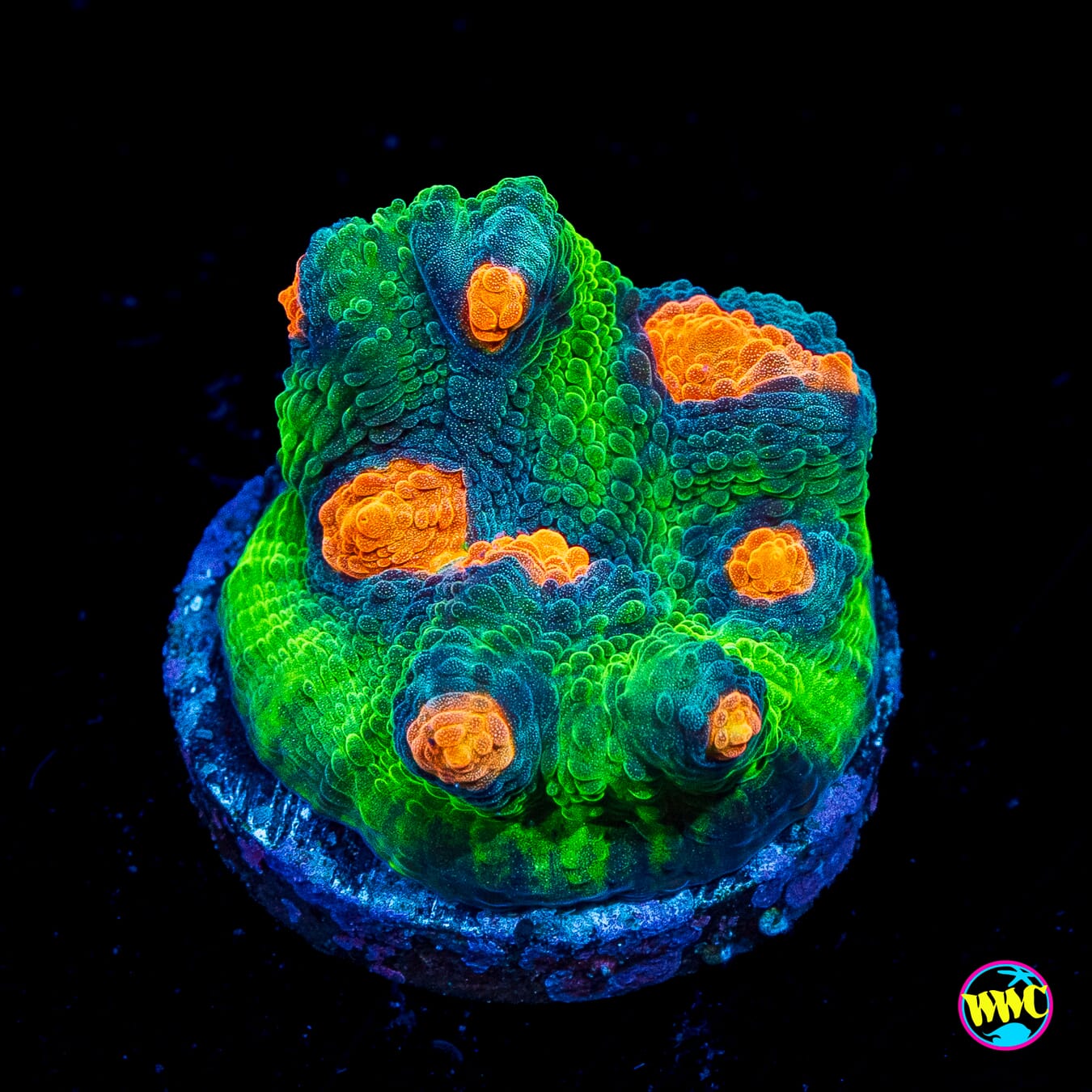 WWC Inner Orbit Mycedium Chalice