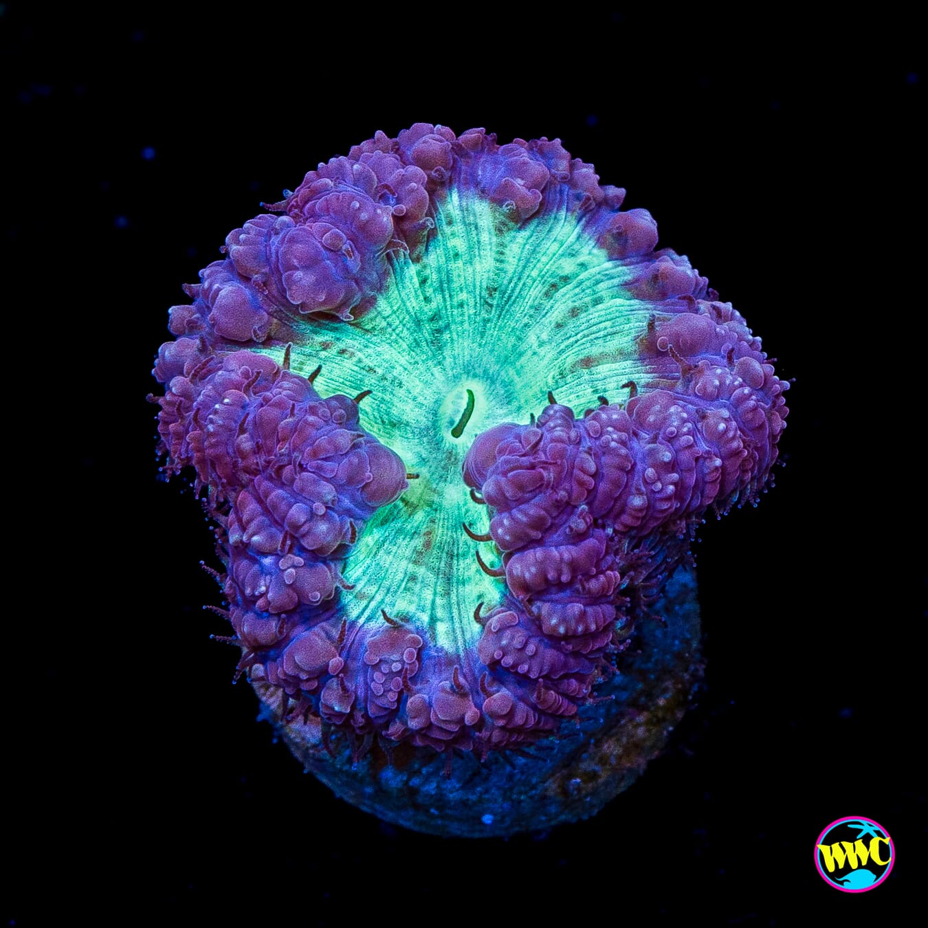 Snow Berry Blastomussa