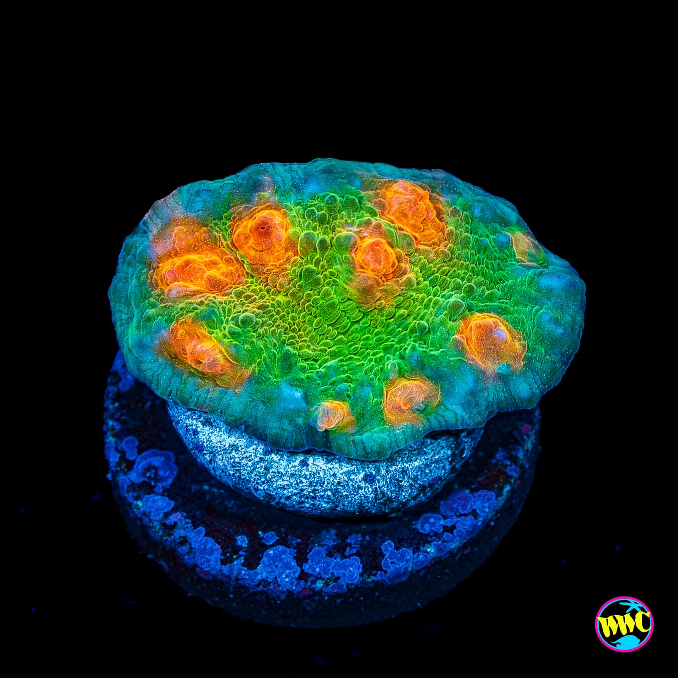 Captain Citrus Chalice