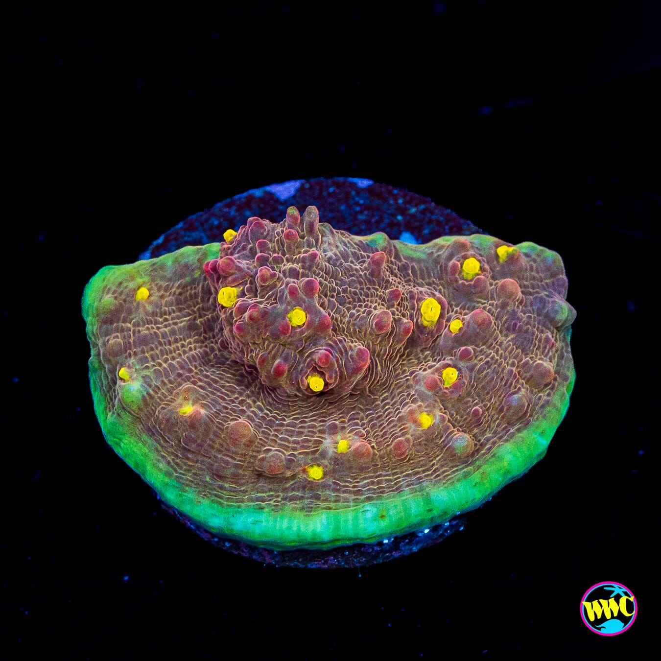 Zombie Apocalypse Chalice