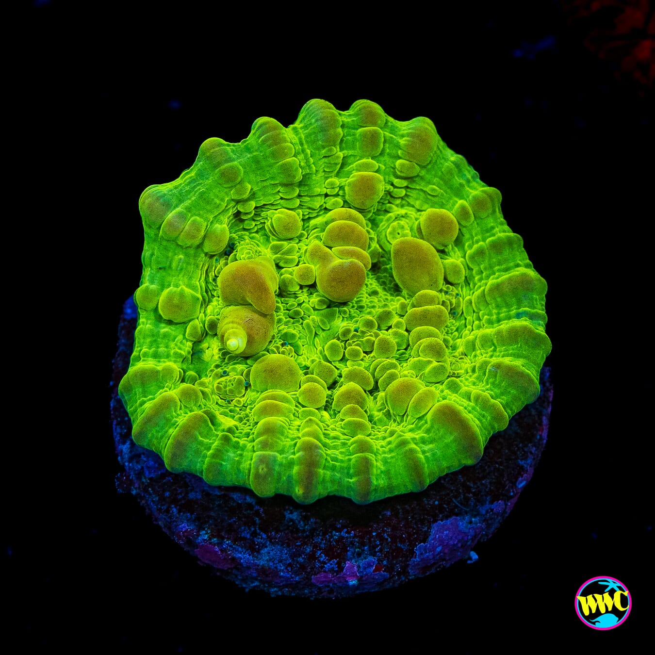 WWC Green Cosmic Candy Bounce Chalice