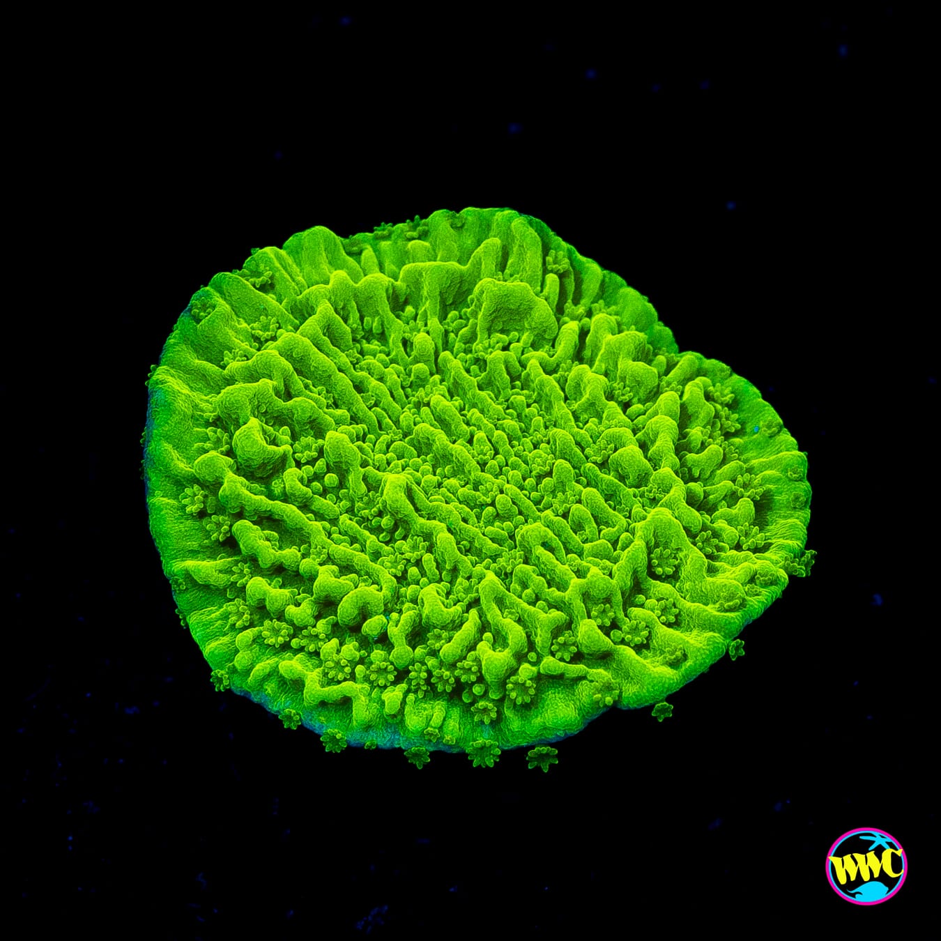 Tyree Aequituberculata Cap Montipora