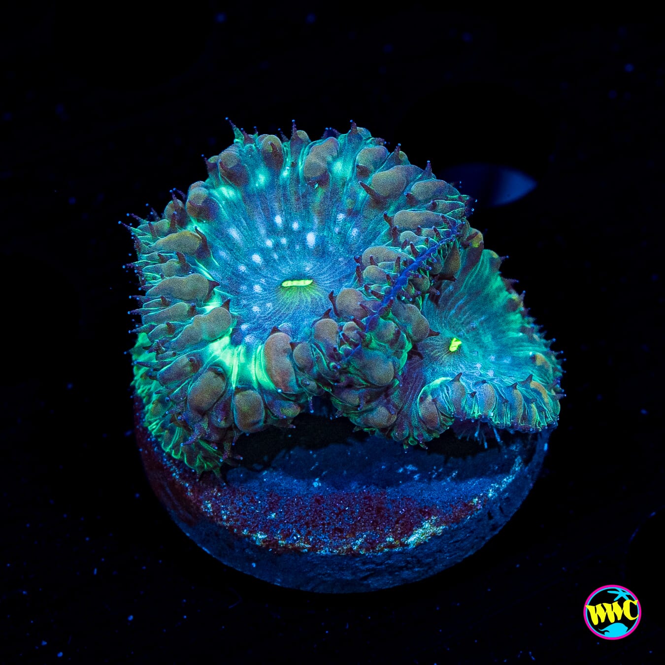 Swamp Monster Blastomussa