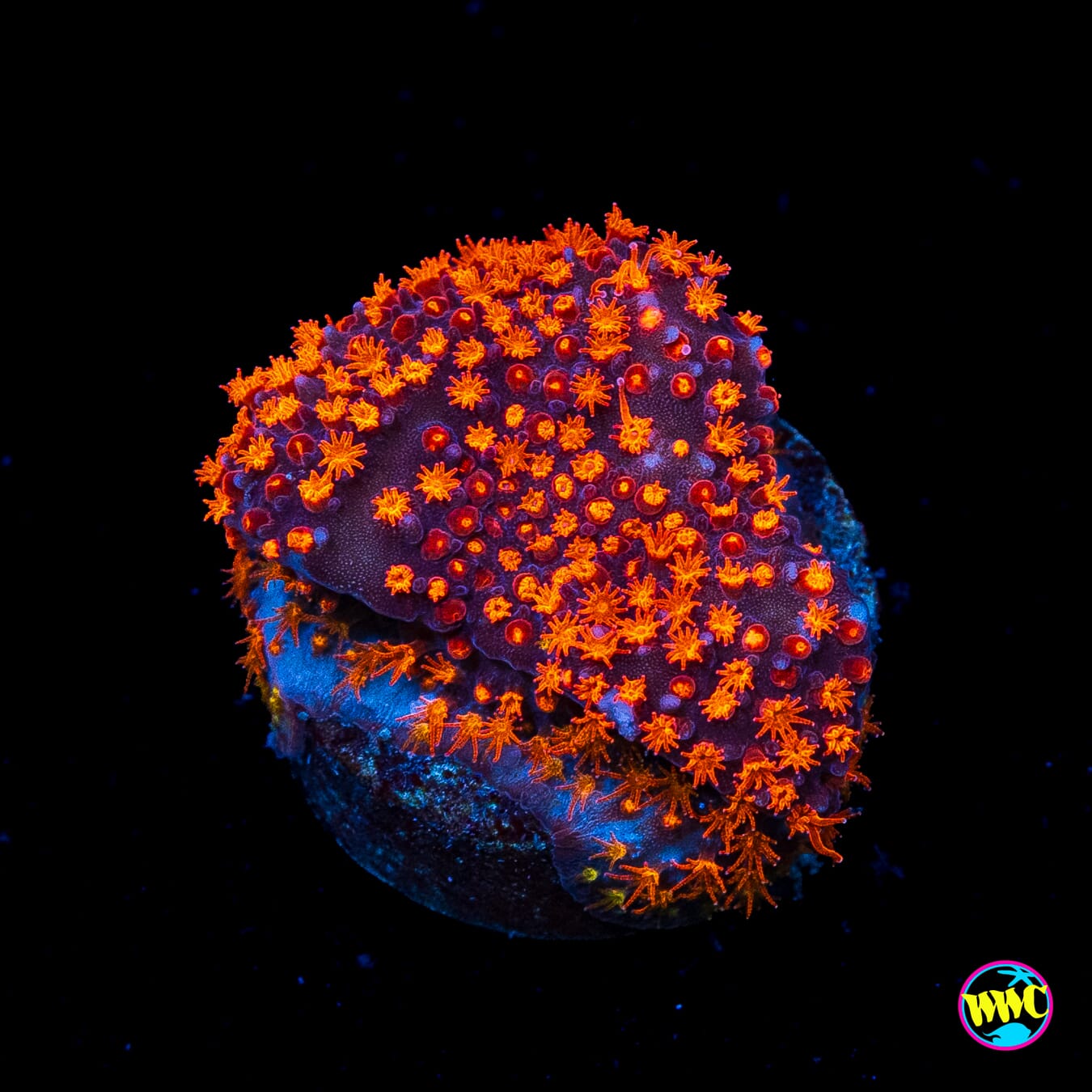 WWC Spiderman Stylocoeniella