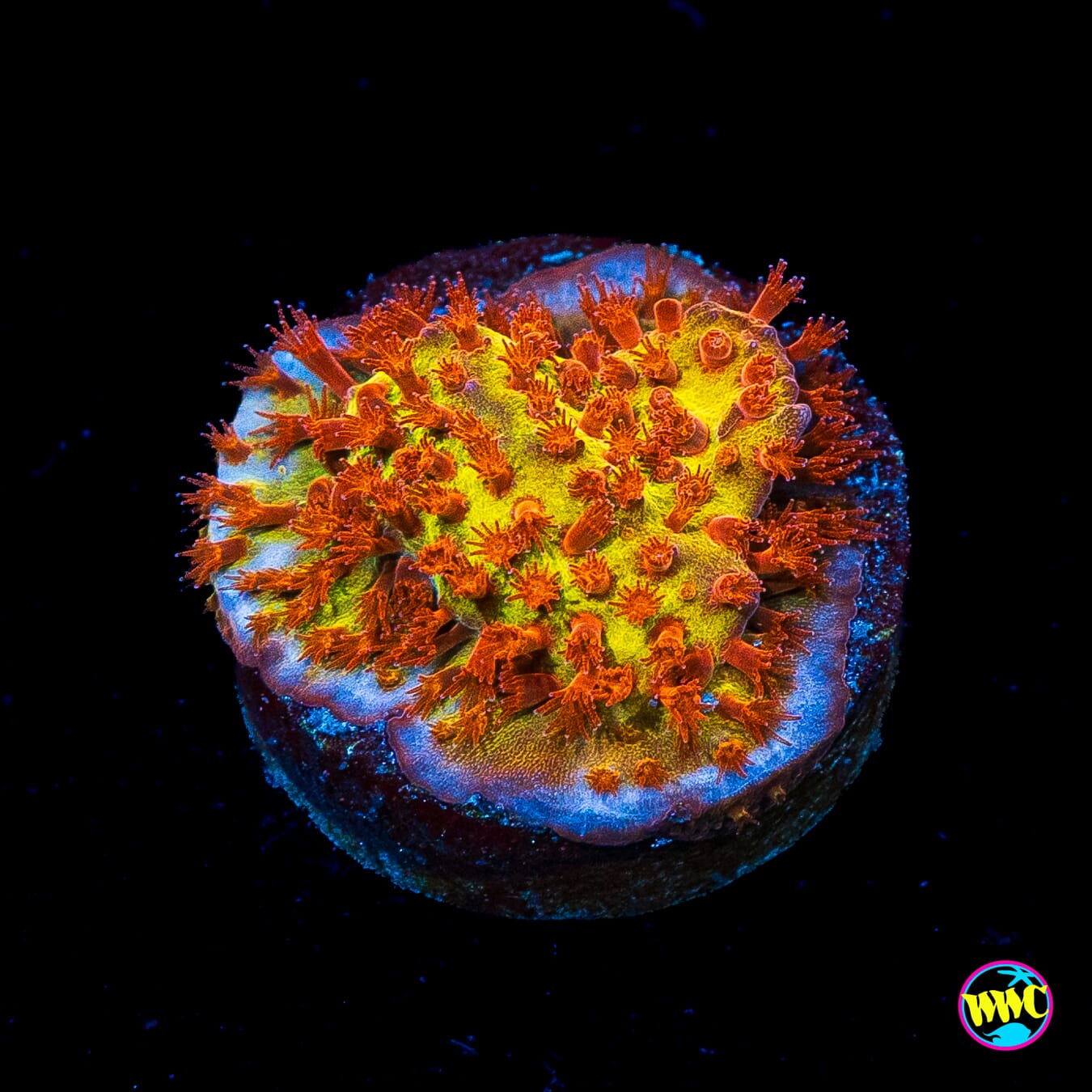 Jason Fox Burning Banana Stylocoeniella