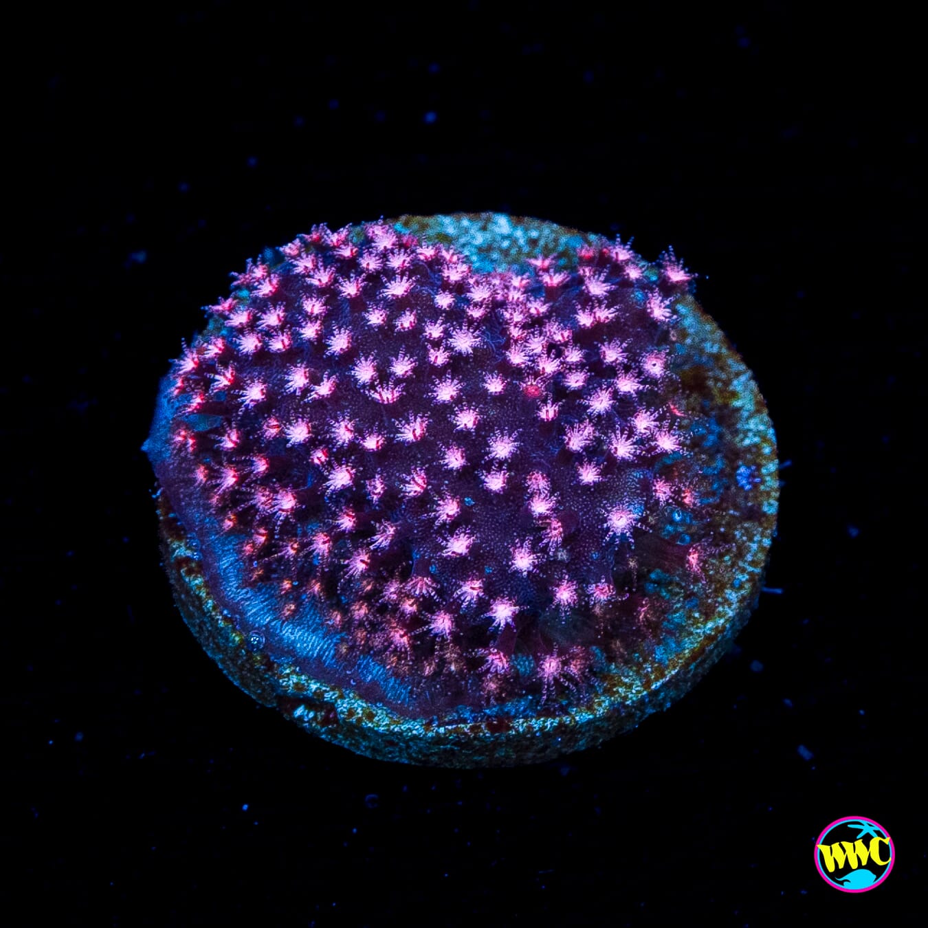 JC Pink Polyp Stylocoeniella