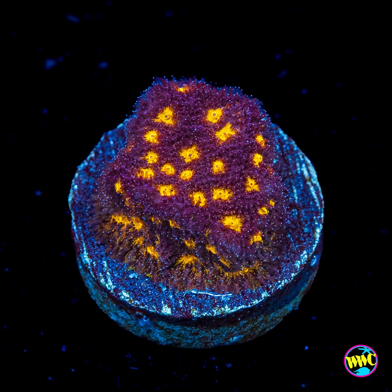 Jason Fox Outerspace Psammocora