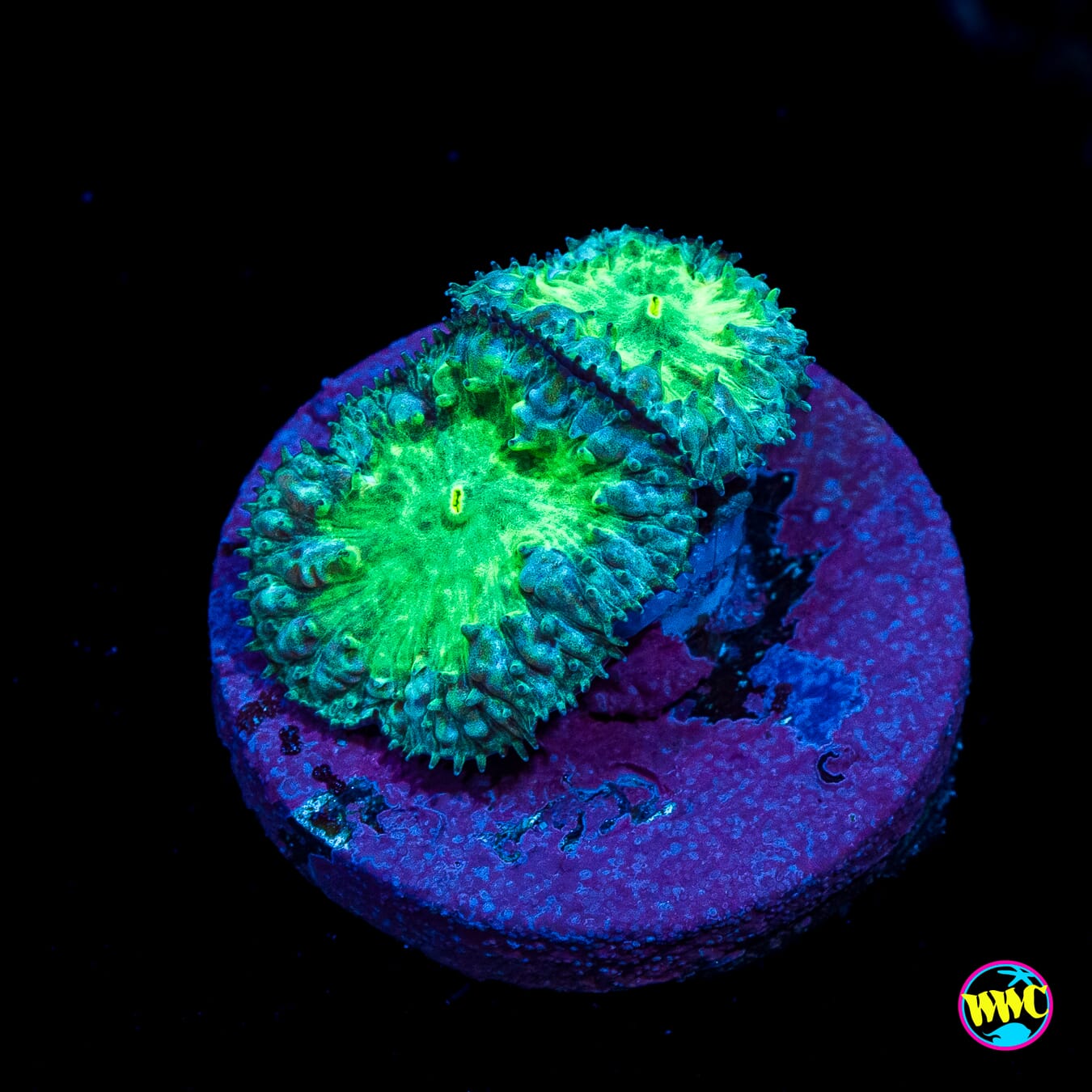 Aquamarine Blastomussa