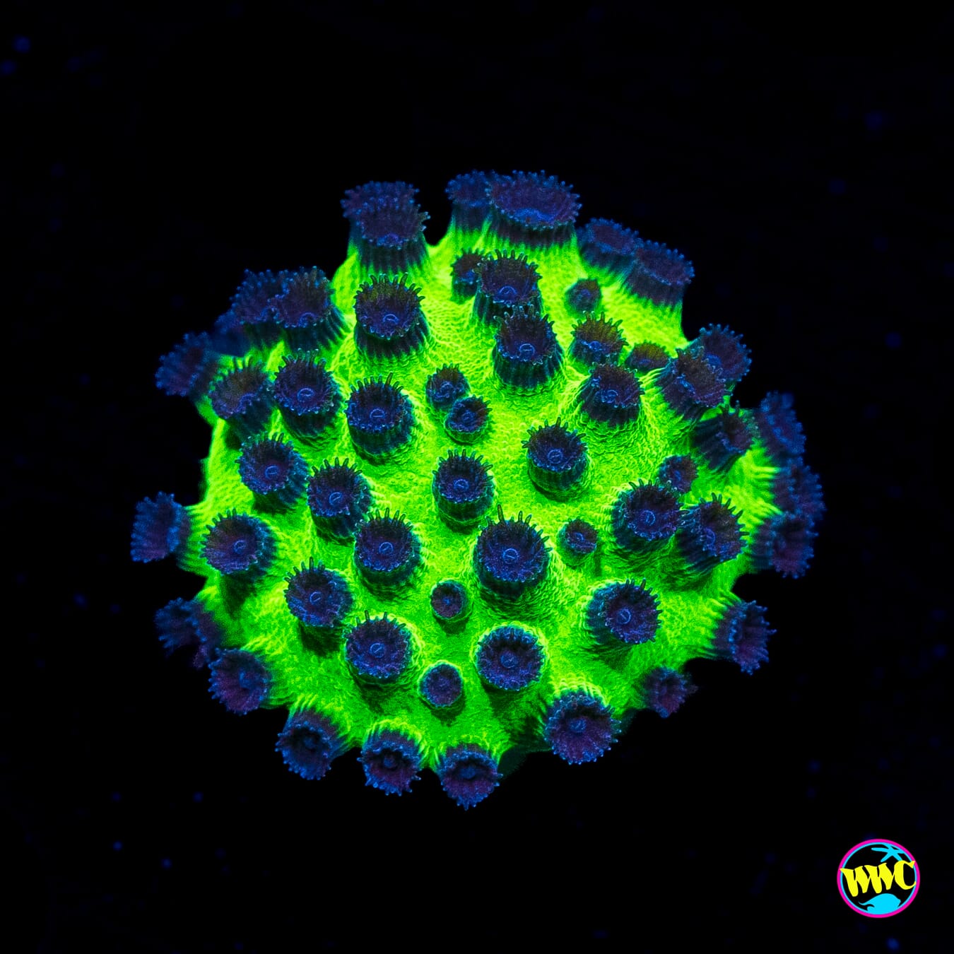 WWC Mardi Gras Cyphastrea