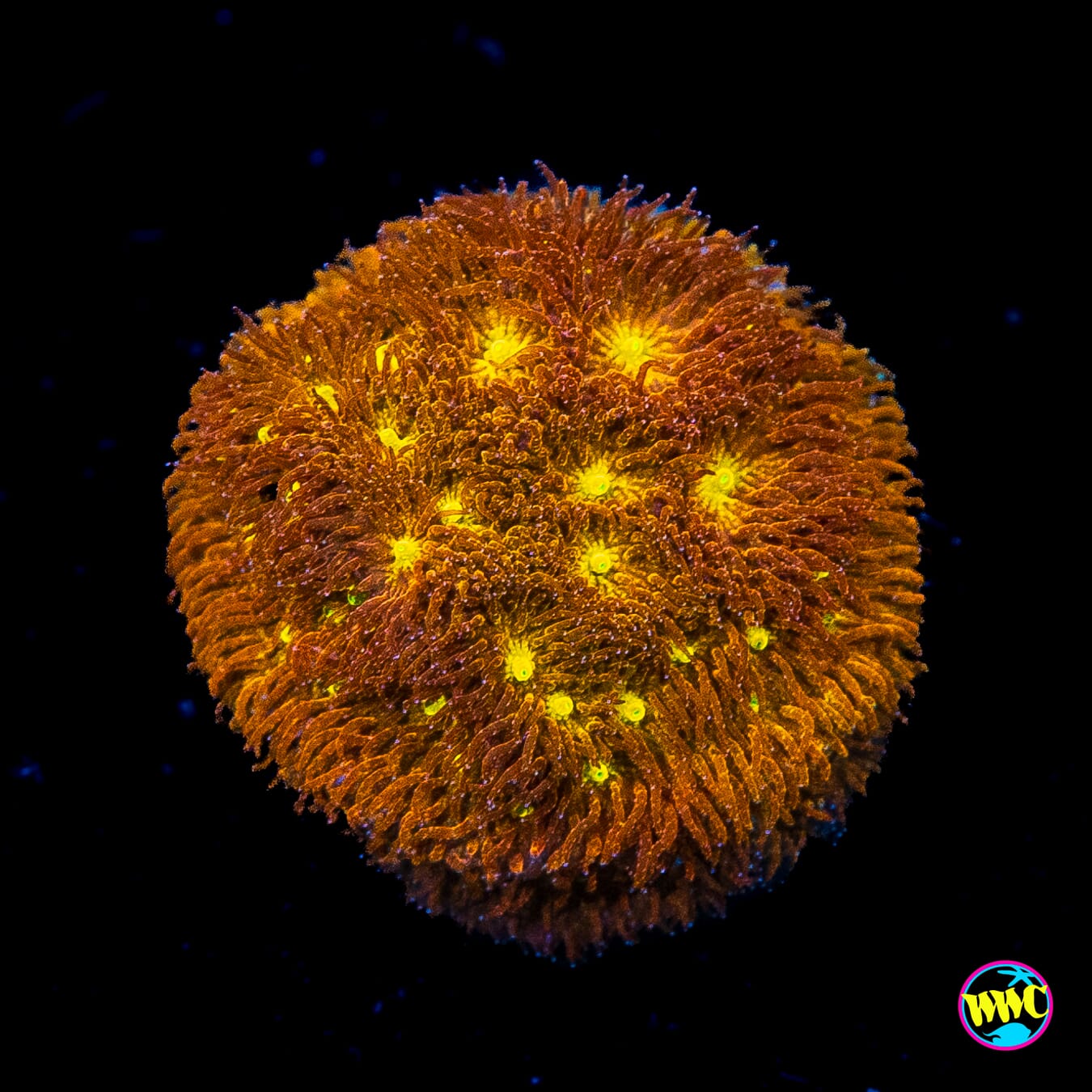 Jason Fox Autumn Harvest Psammocora